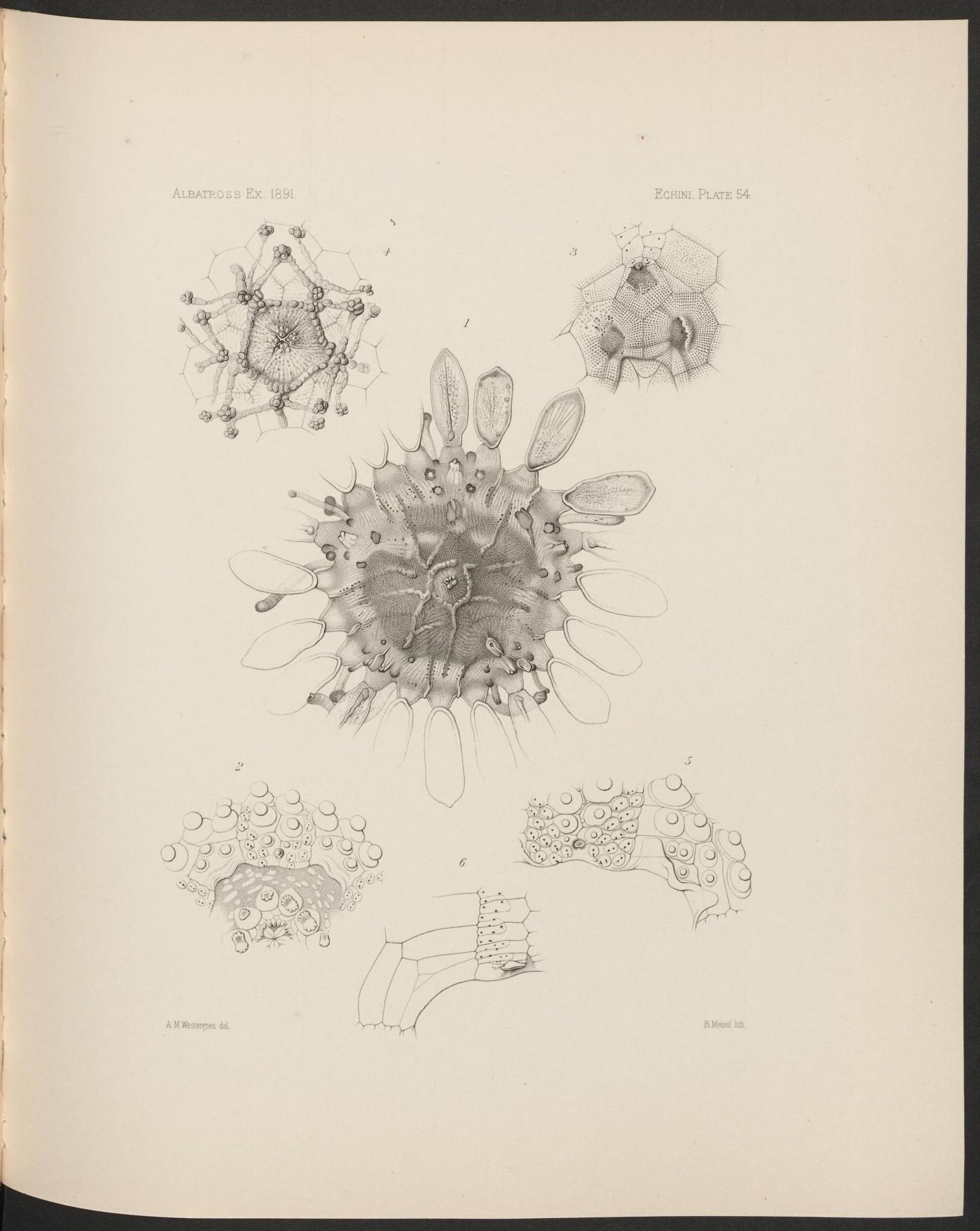 Urchin illustration, from the source cited in post