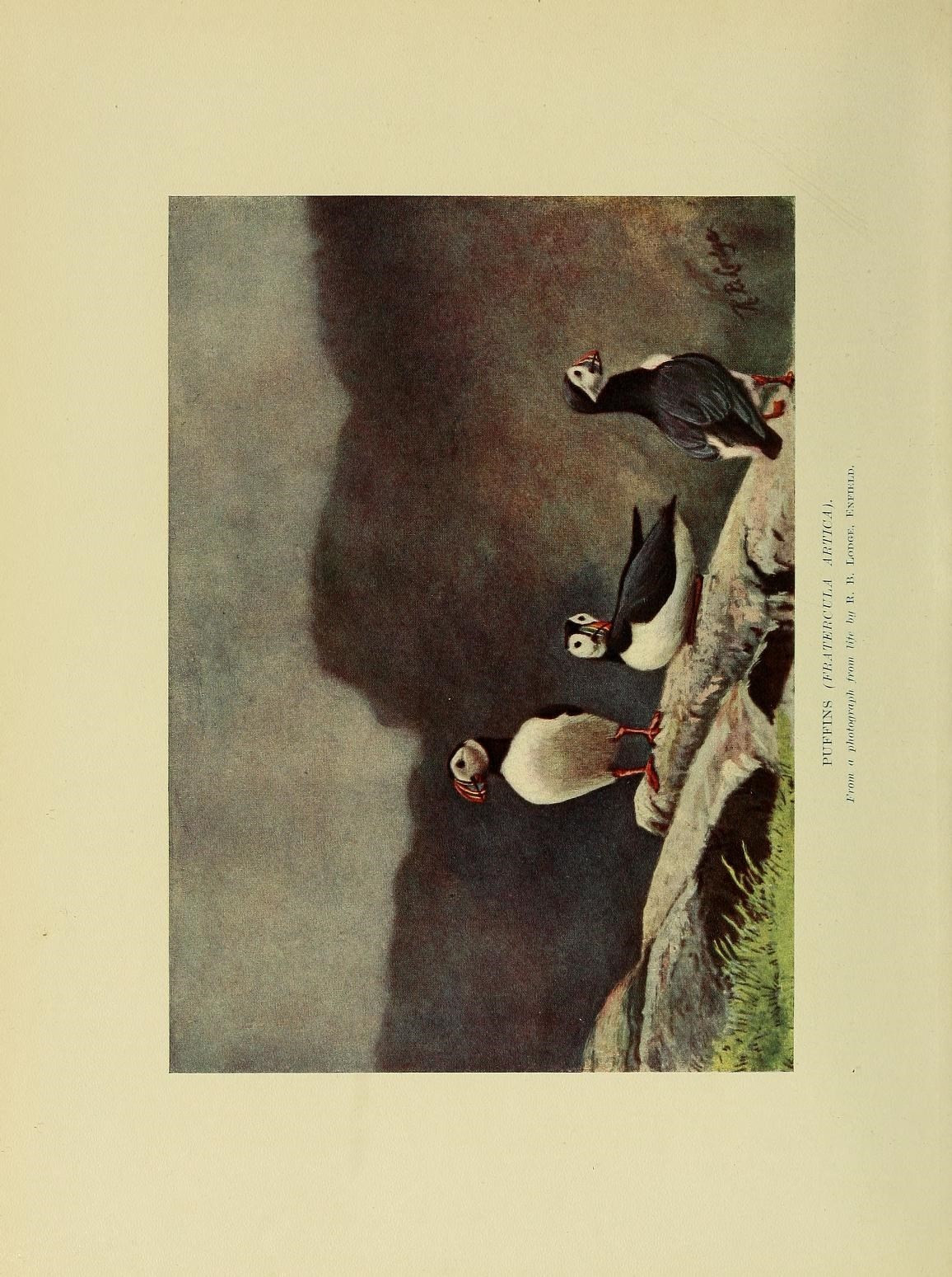 Puffin illustration, from the source cited in post