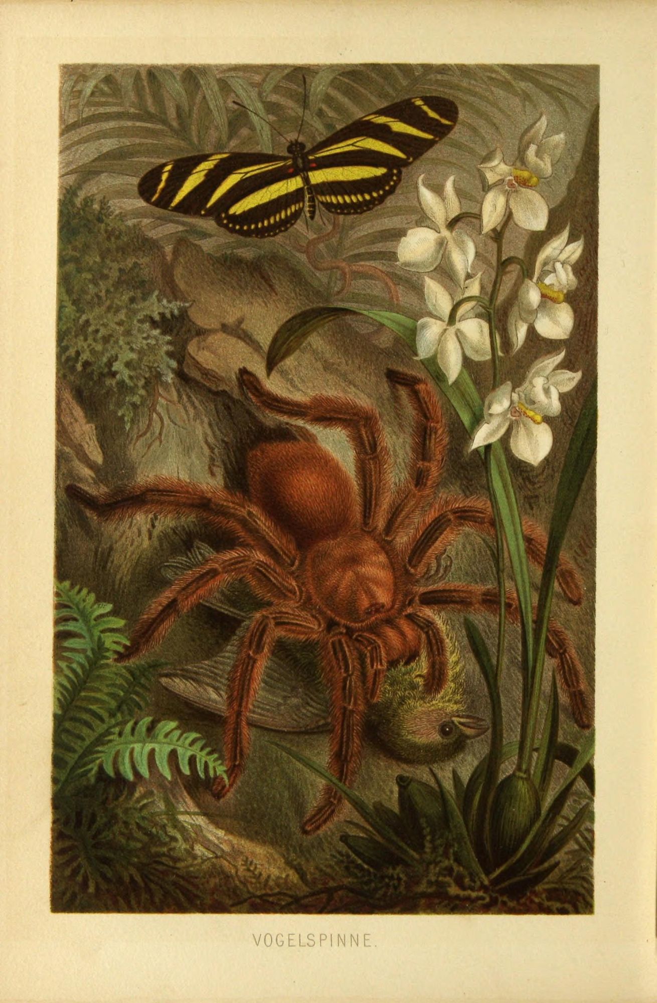 Tarantula illustration, from the source cited in post