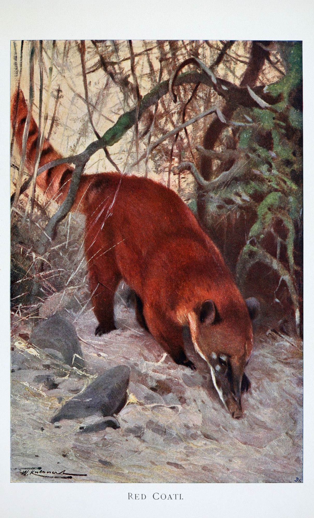 Raccoon illustration, from the source cited in post