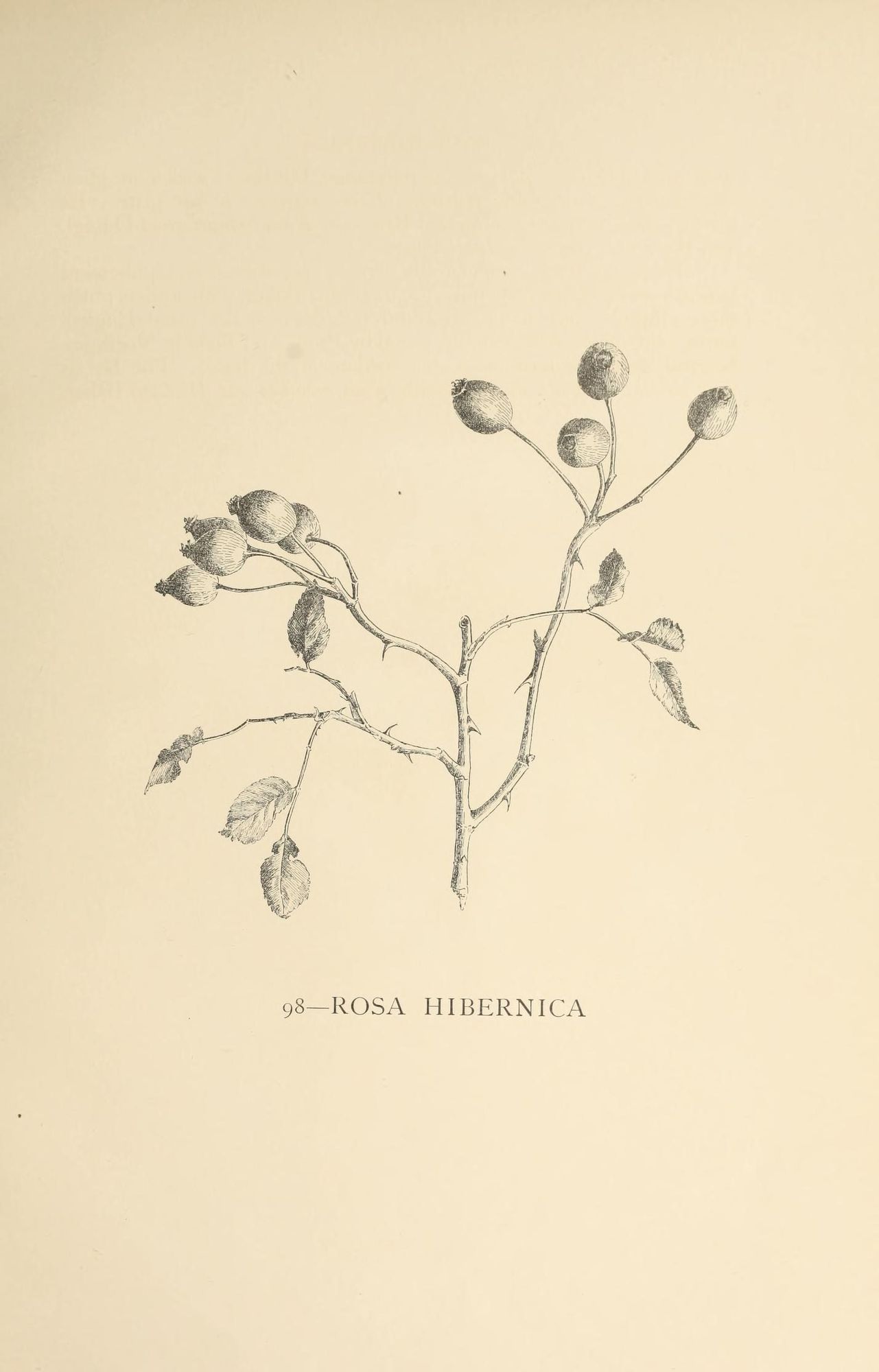 Rose illustration, from the source cited in post