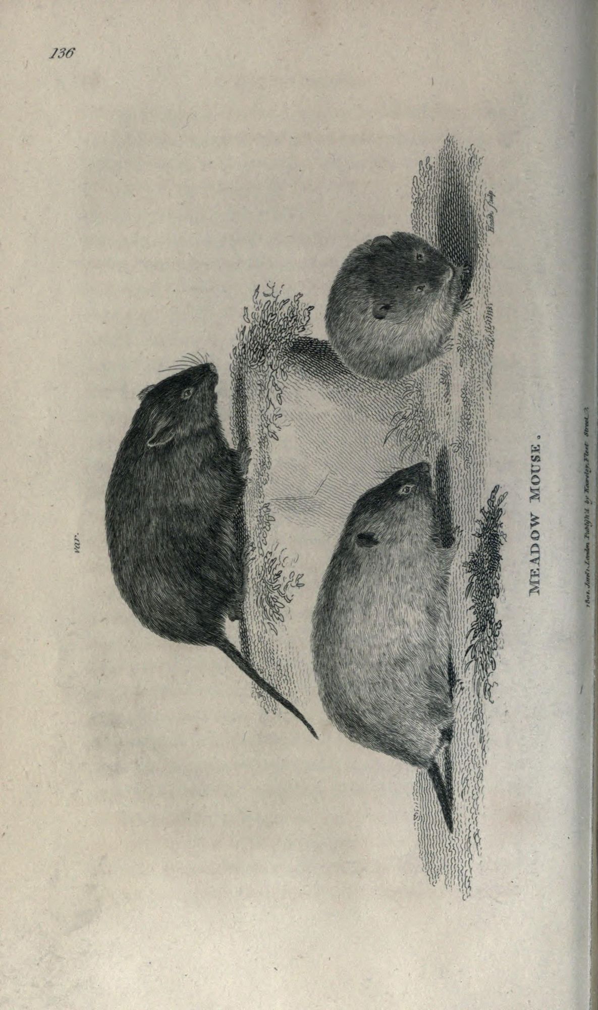 Mouse illustration, from the source cited in post