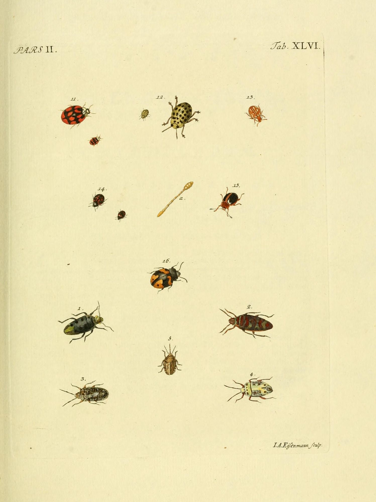 Beetle illustration, from the source cited in post