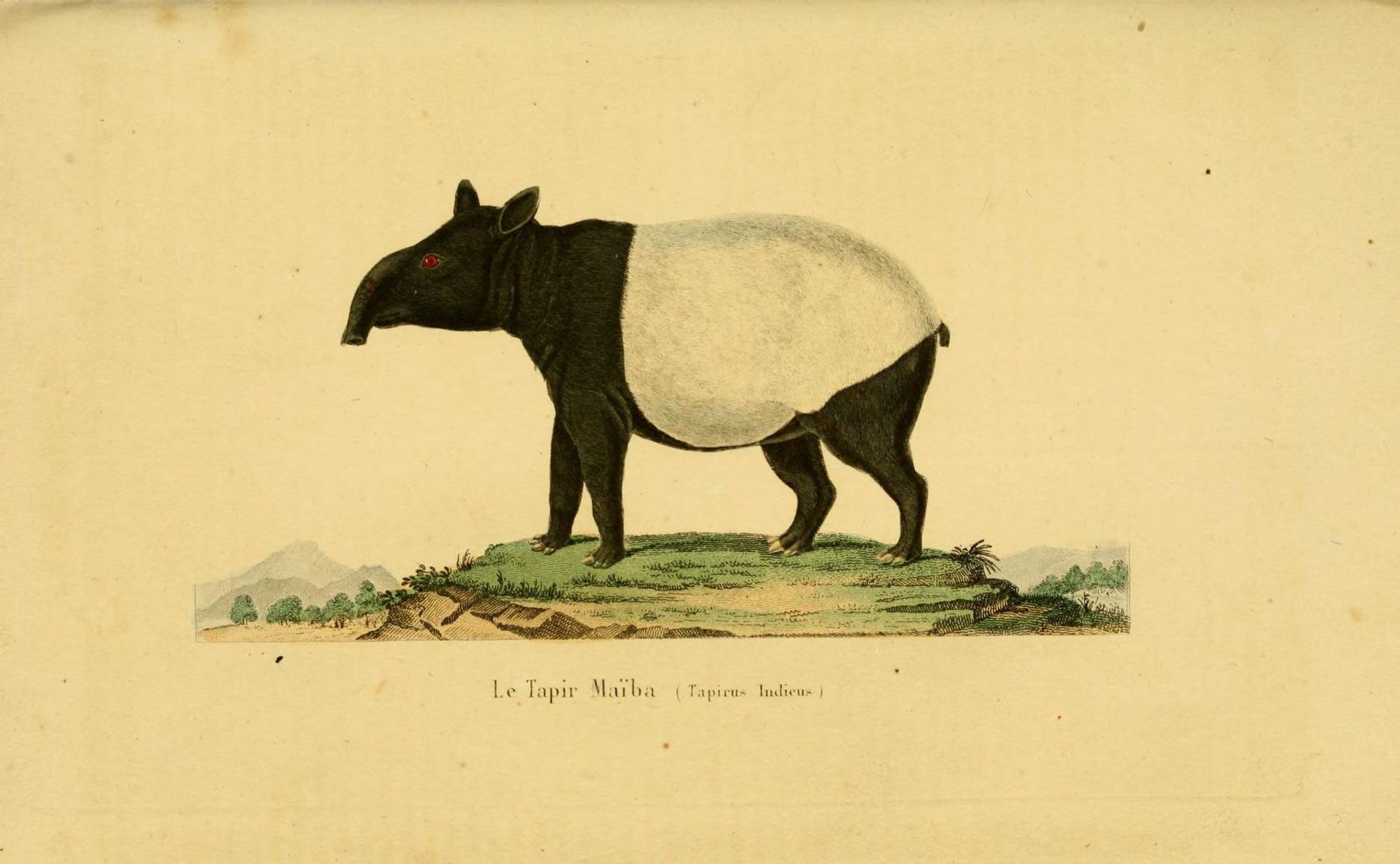 Tapir illustration, from the source cited in post