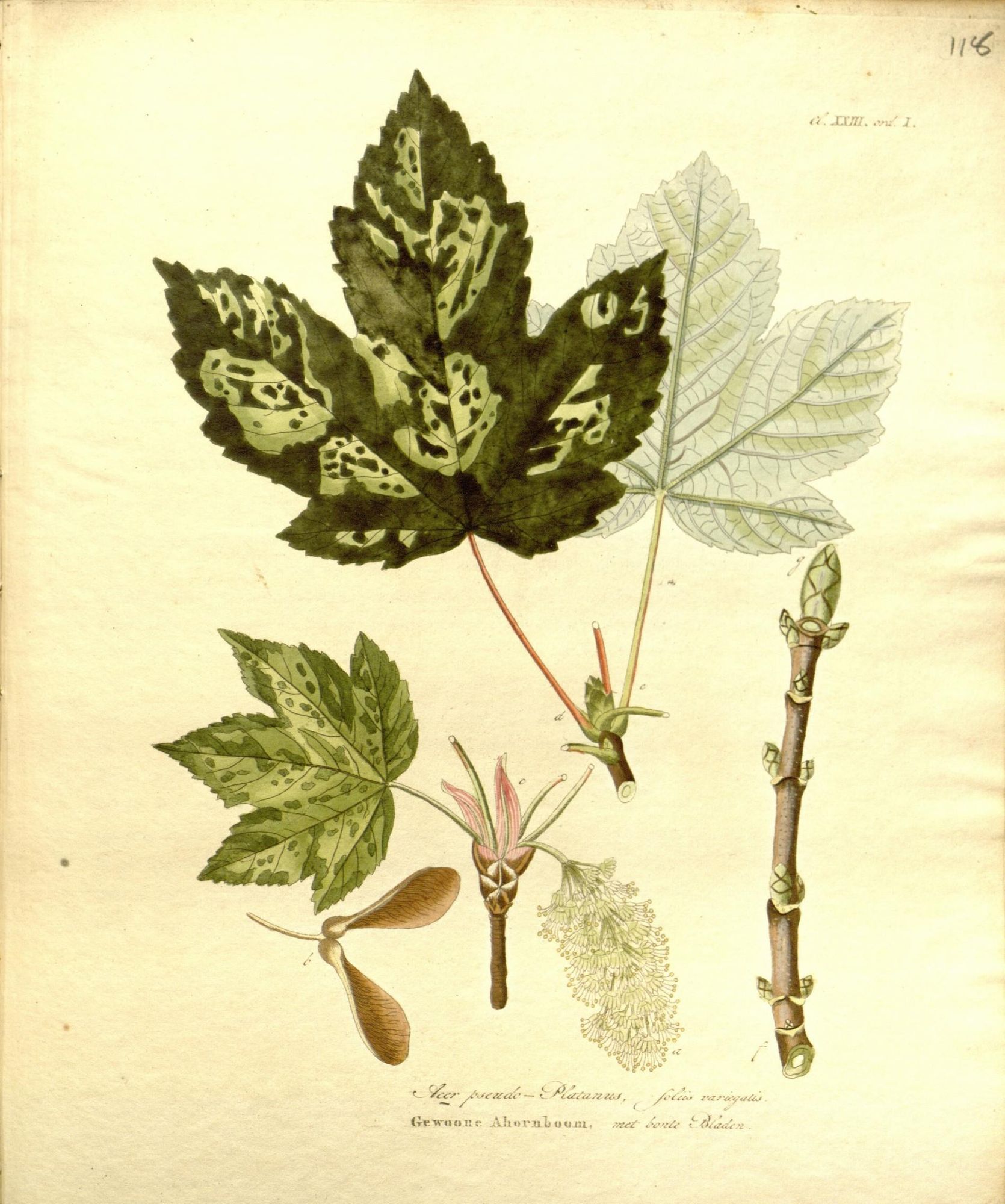 Maple illustration, from the source cited in post