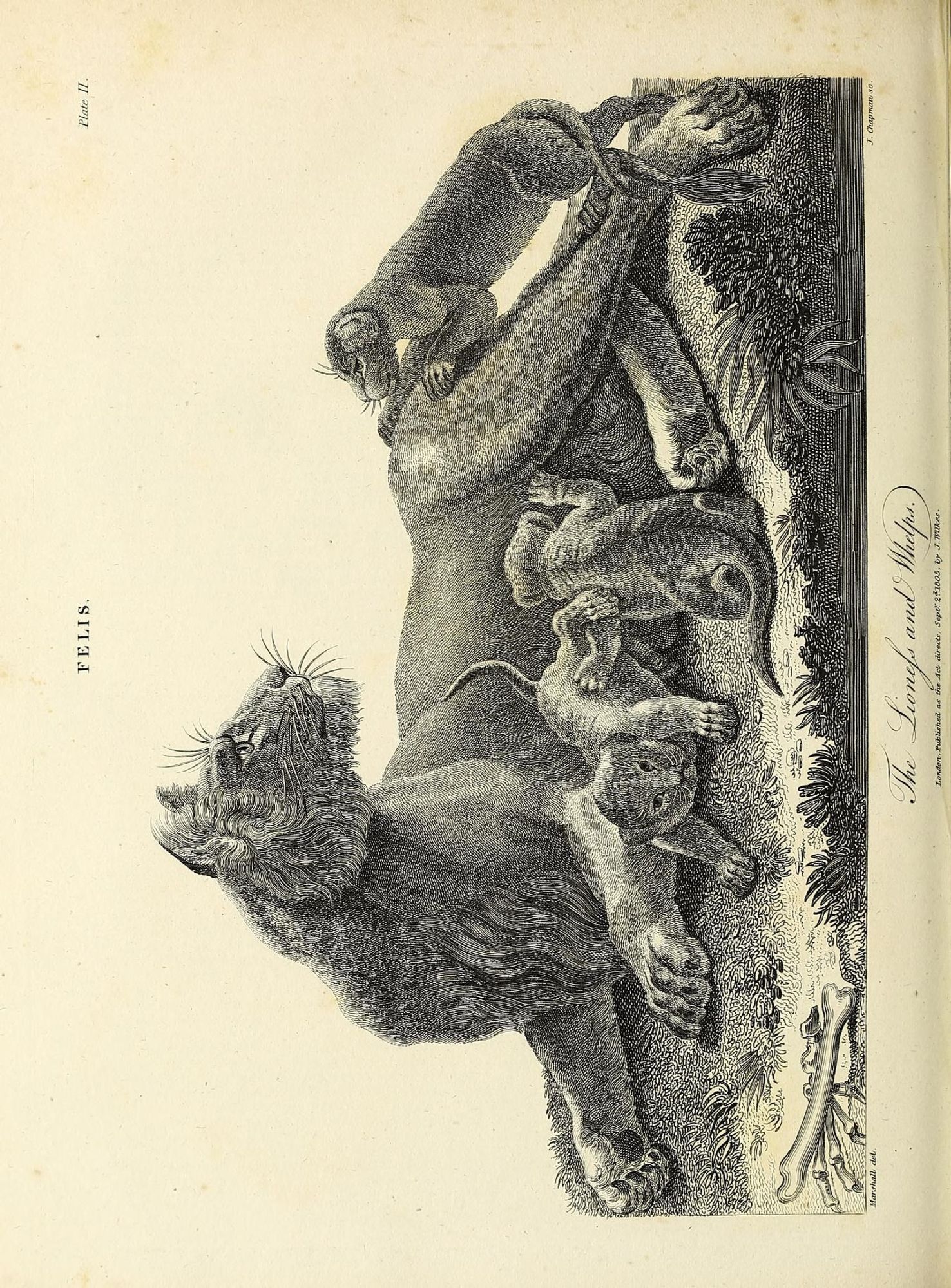 Lion illustration, from the source cited in post