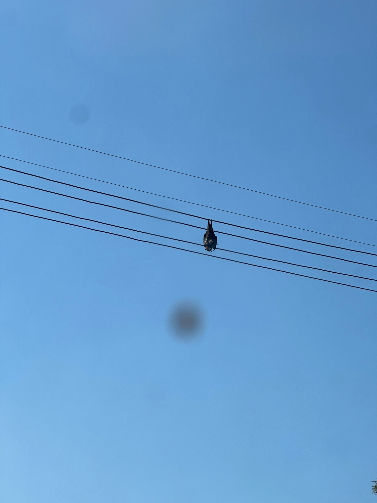 Bay hangs upside down on wire in Australia.