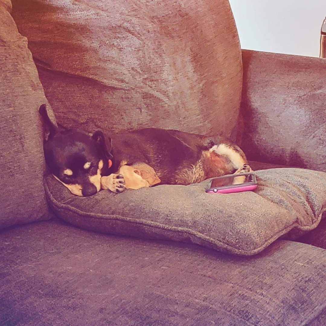 Black and tan Chihuahua sleeping on a pillow with a pink cell phone.