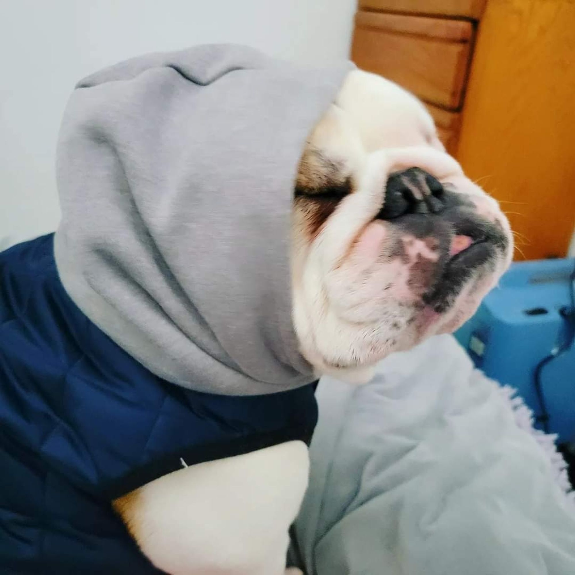 Bulldog in a hoodie. Not a good pic.