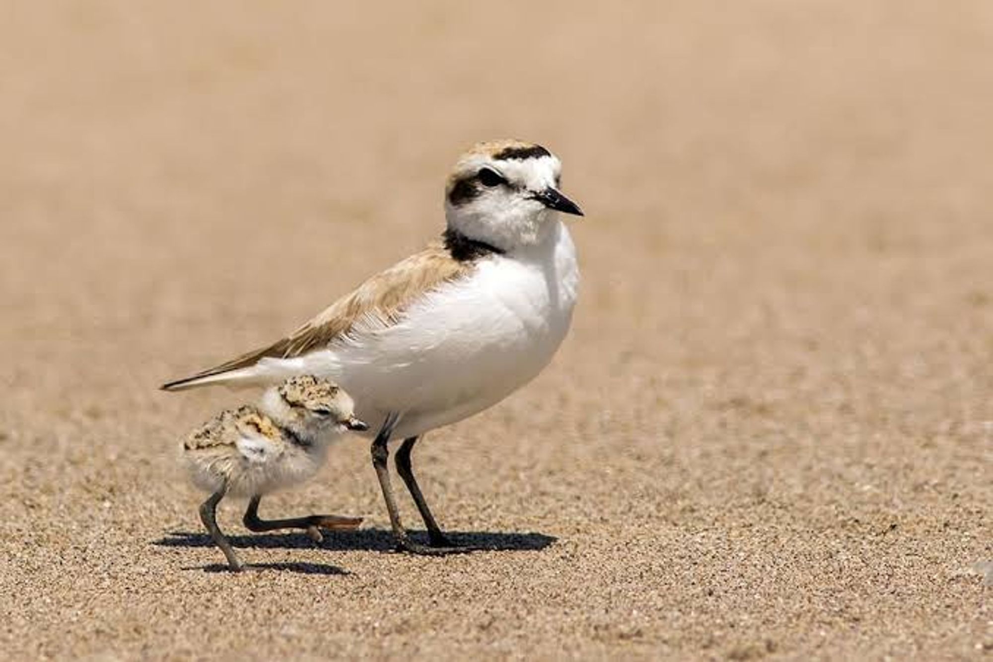 a snowy plover with a chick, a cute little bird that nests in the sand dunes at ocean beach