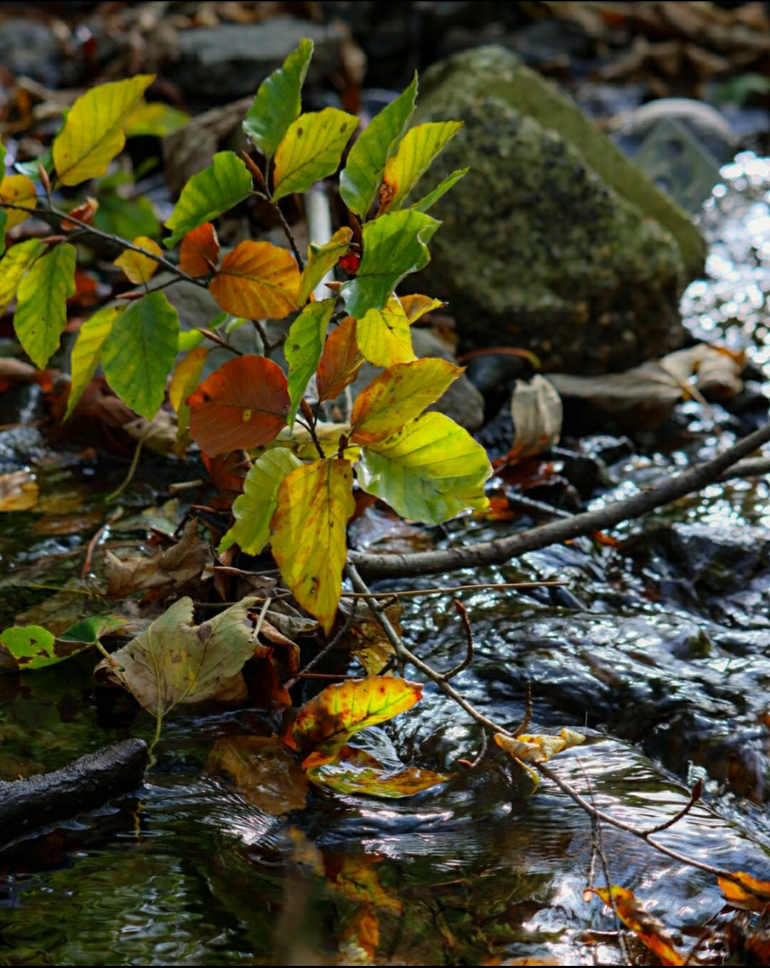 Ein kleiner Bachlauf im Wald. Ein Ast mit herbstlich verfärbten Blättern hängt knapp über dem Wasser.