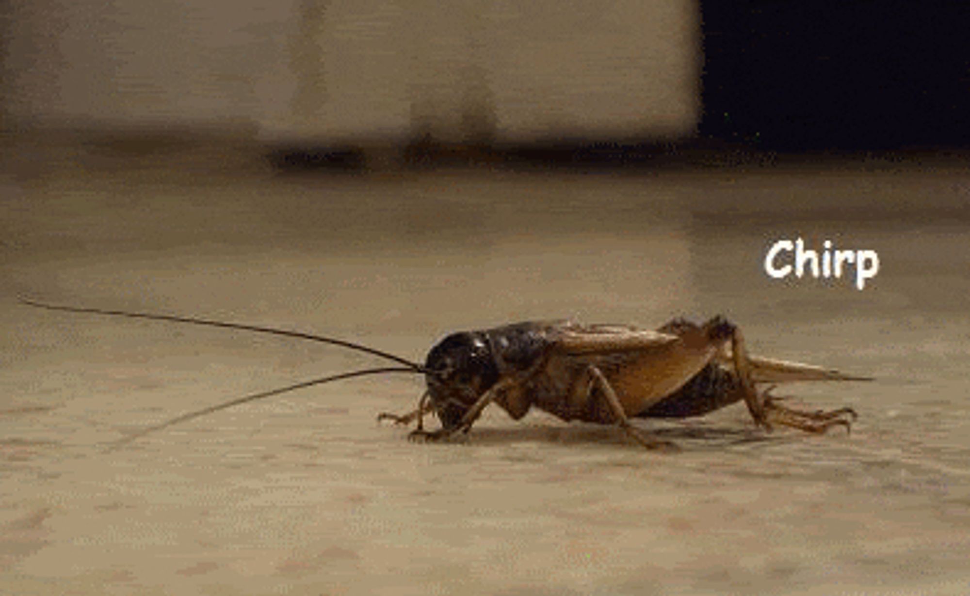 Picture of a cricket with the caption/subtitle, "Chirp."