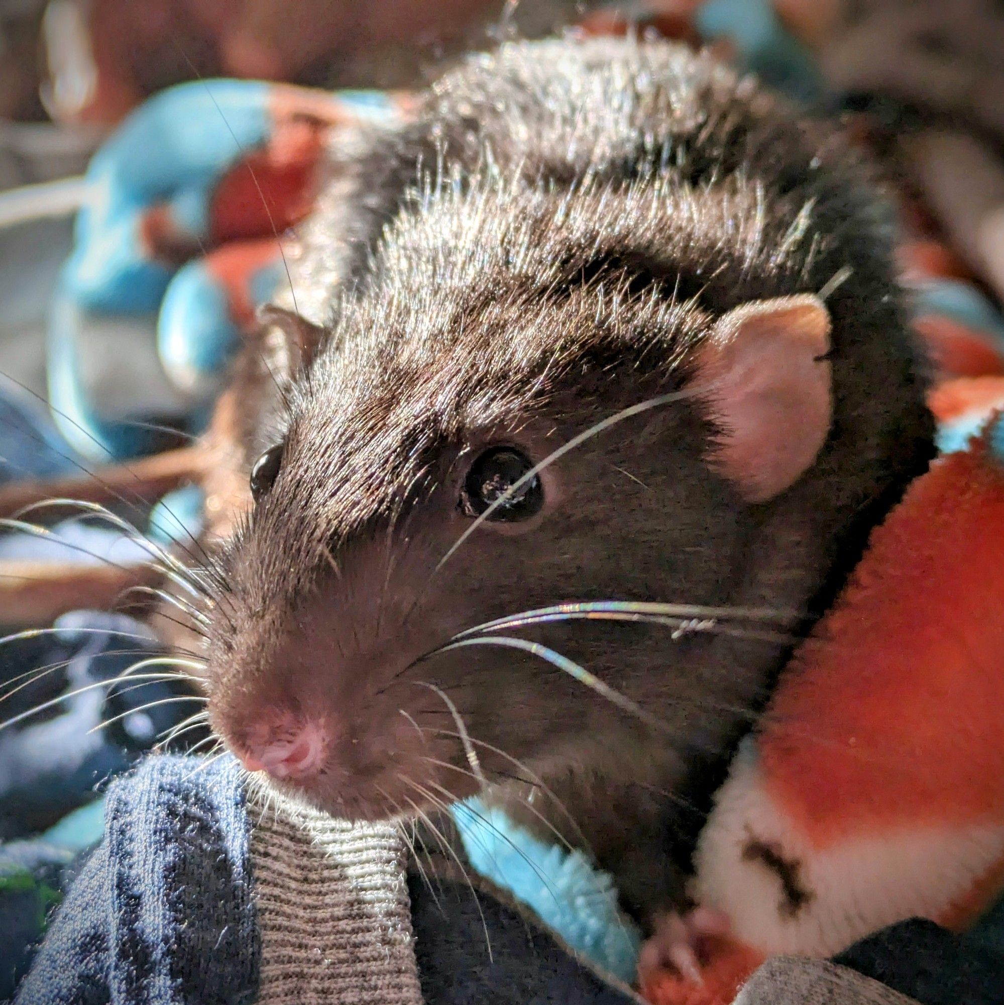 Ebenezer the rat