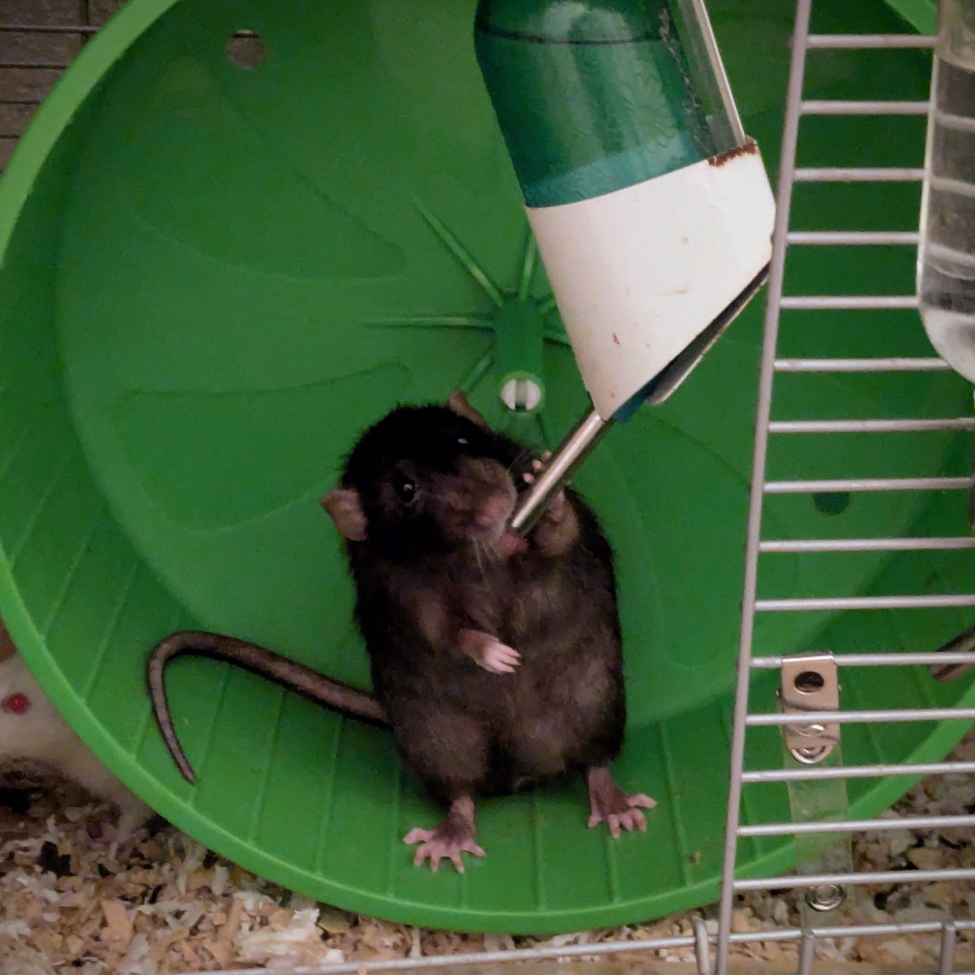 Ebenezer the brown rat sitting upright on a running wheel drinking from a feeding bottle.