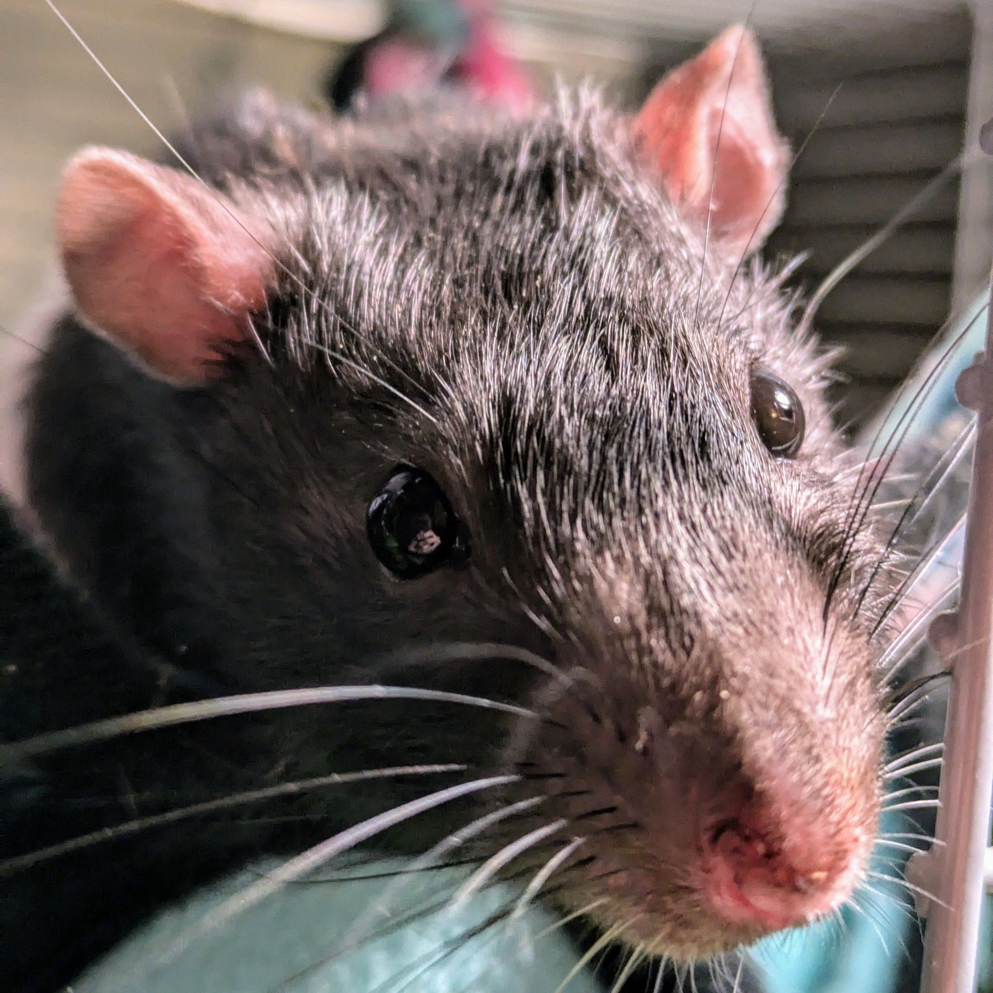 Felix the rat in his hammock