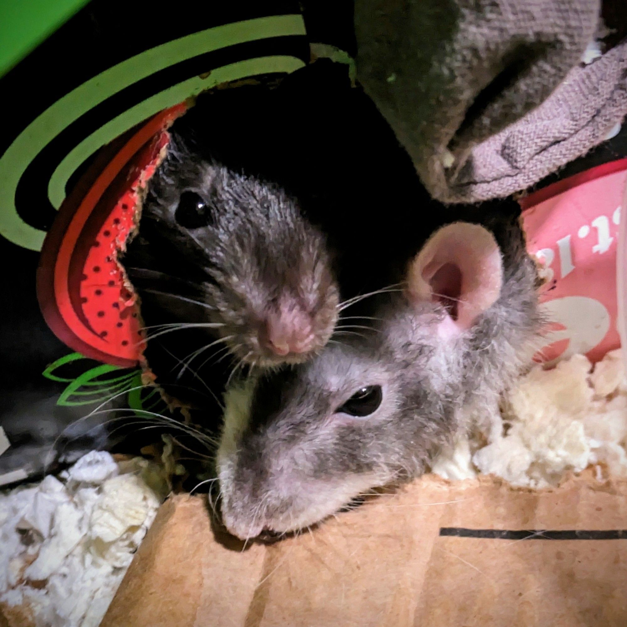 My two rats Ebenezer and Dipper cuddled together in a soda box