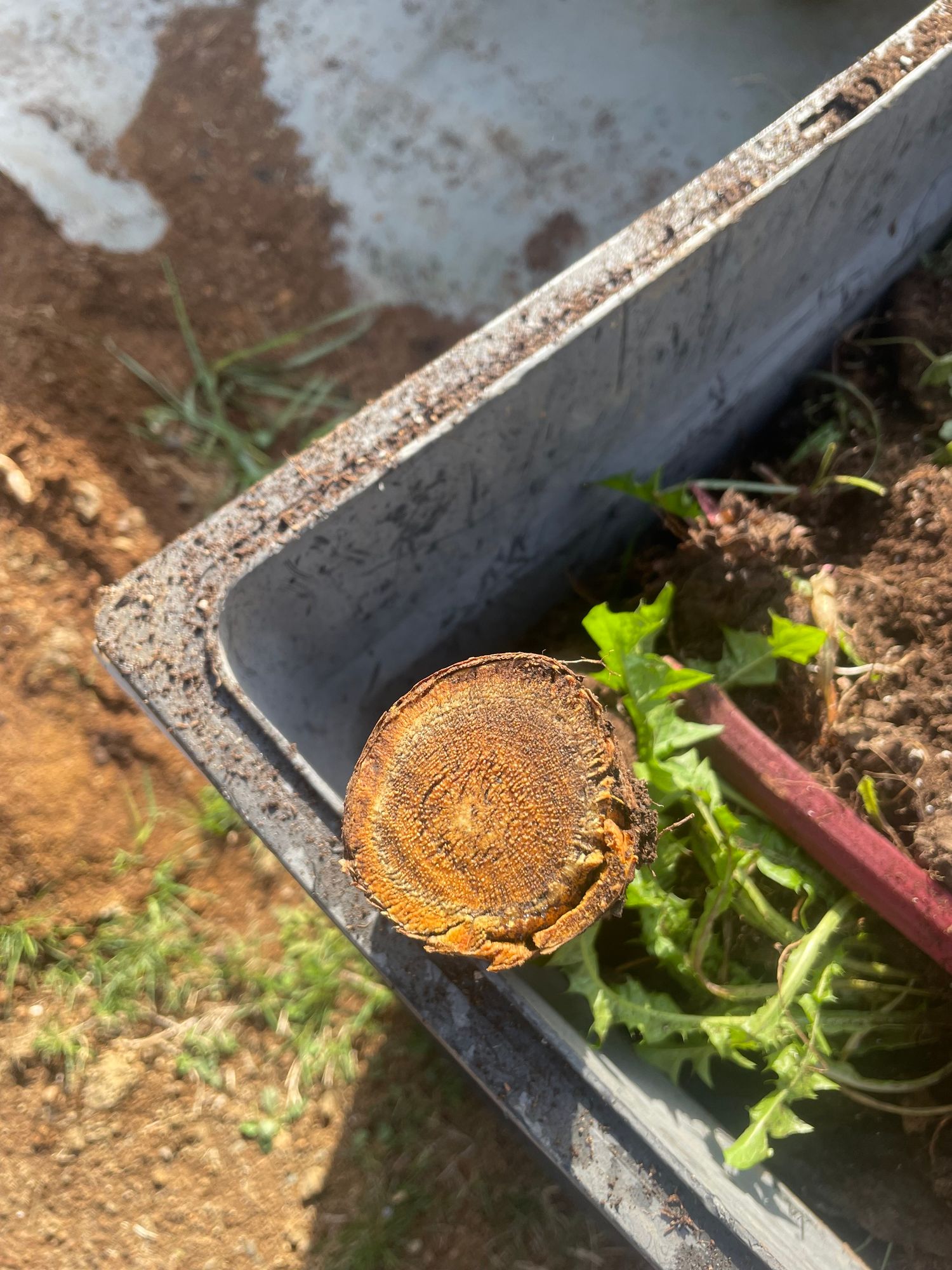 A thick root cut flat to see the rings sticks out of the corner of a small hand trailer.