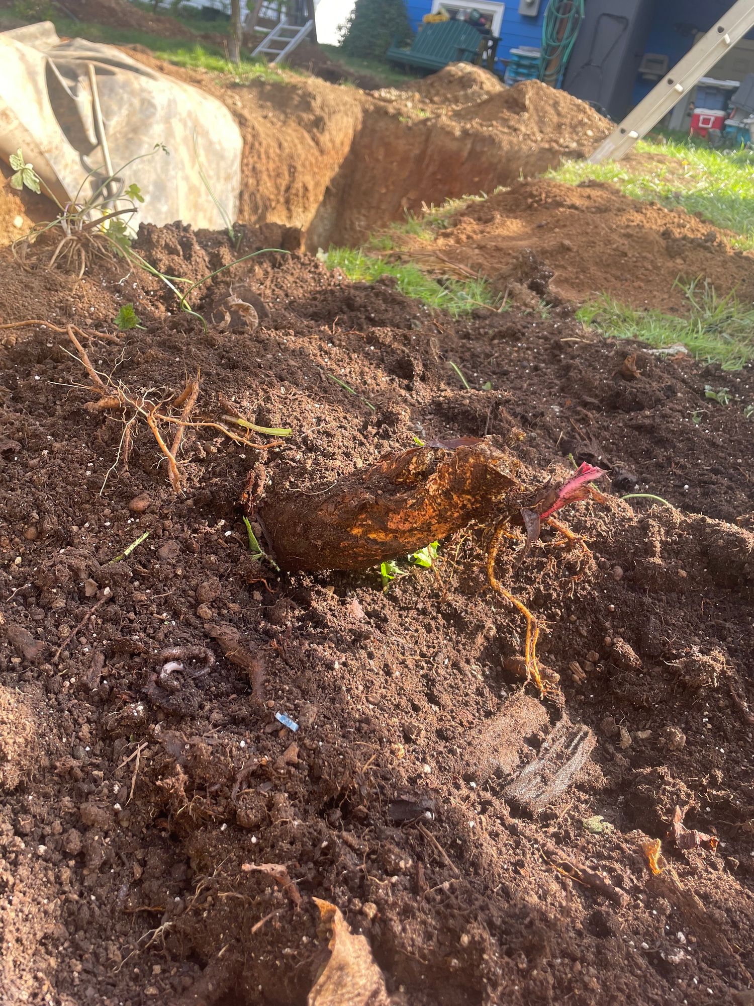 A large root of a rhubarb sticking up out of the ground. There is a large hole behind with a ladder sticking out.