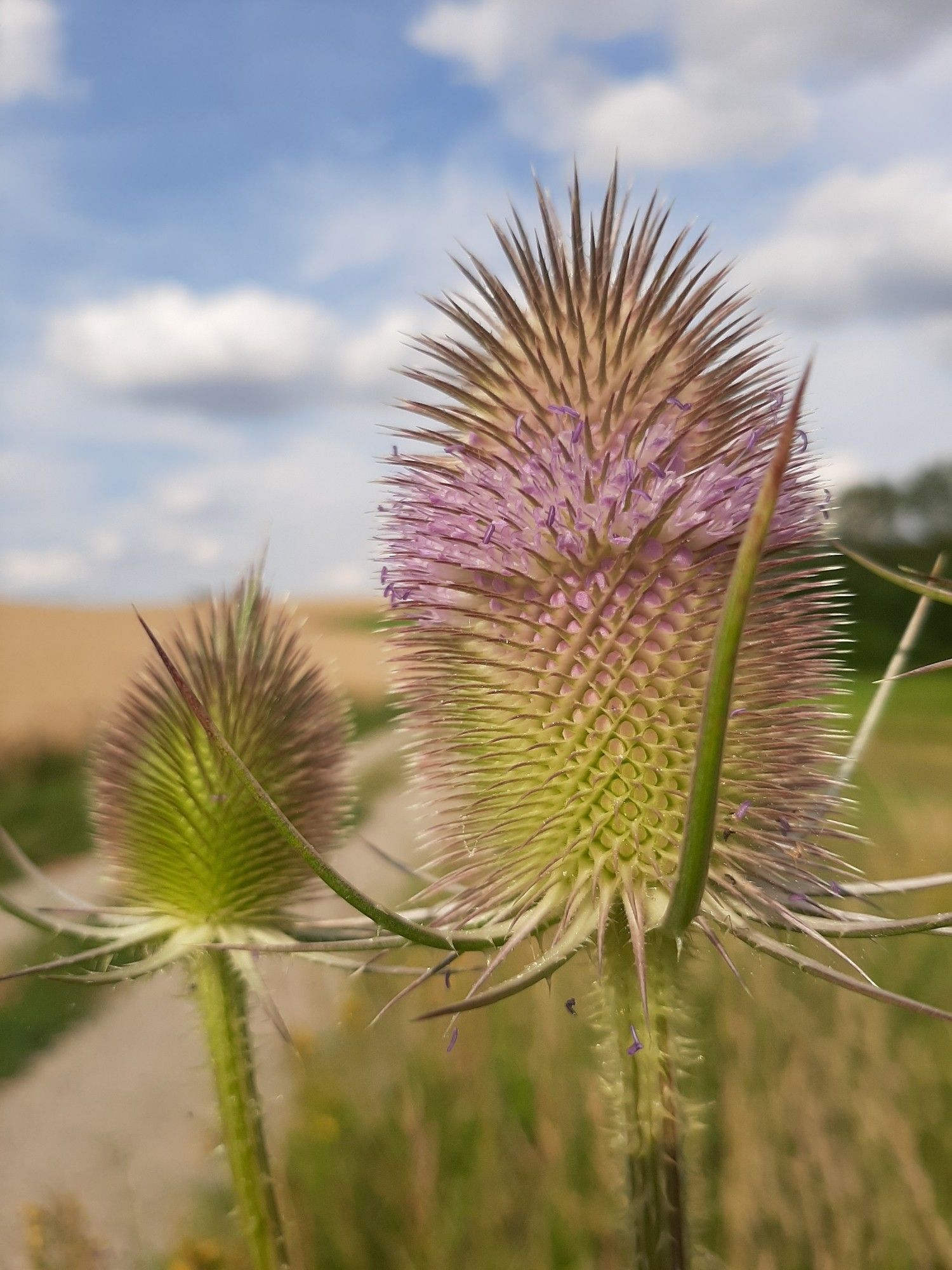 Zwei blühende Wilde Karden. Die eine im Vordergrund ist scharf und die violetten Blüten sind wie eine horizontaler Ring mittig am Kopf, die zweite ist verschwommen links daneben, bei dieser sind die Blüten strahlenförmig angeordnet. Im Hintergrund verschwommen ein Feldweg, ein Kornfeld, unscharf darüber blauer Himmel mit weißen Wolken.