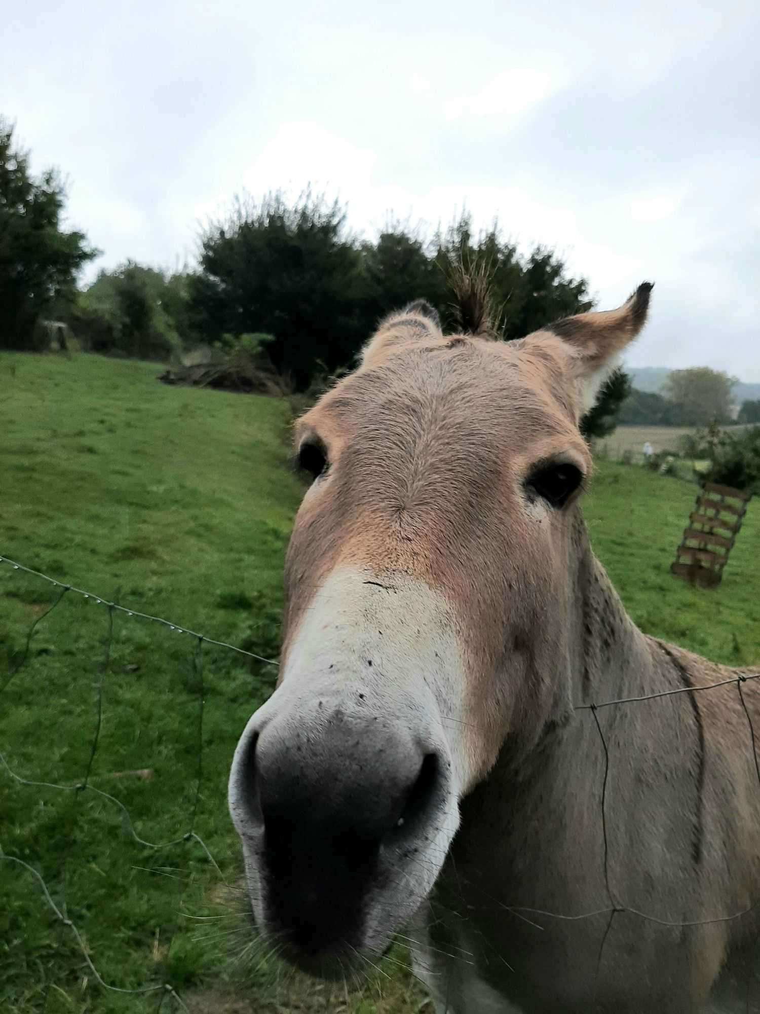 Eselportrait von vorne. Die Ohren sind nach hinten gelegt, der Esel schaut aufmerksam in die Kamera.