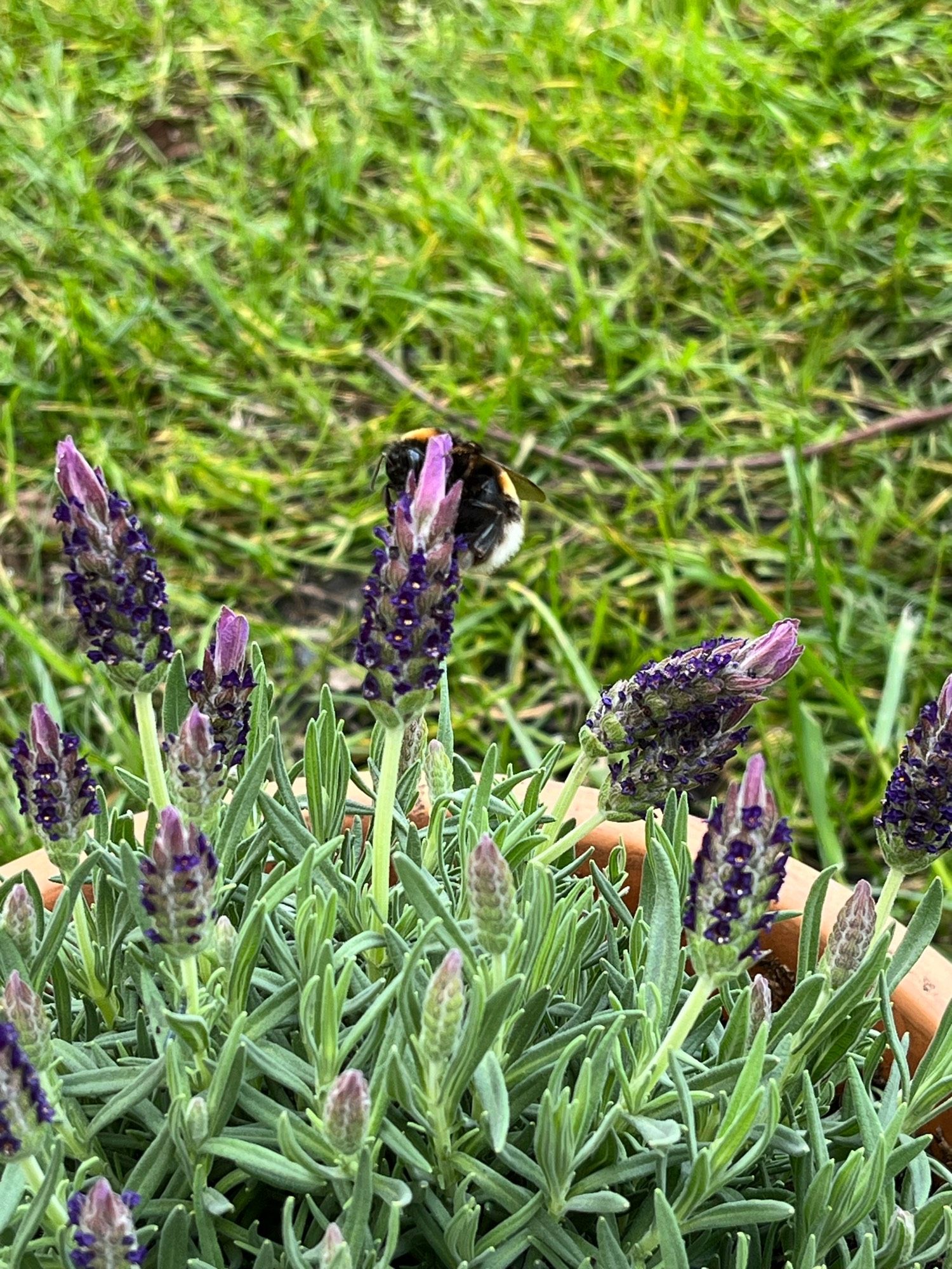 Lavendel mit Hummel