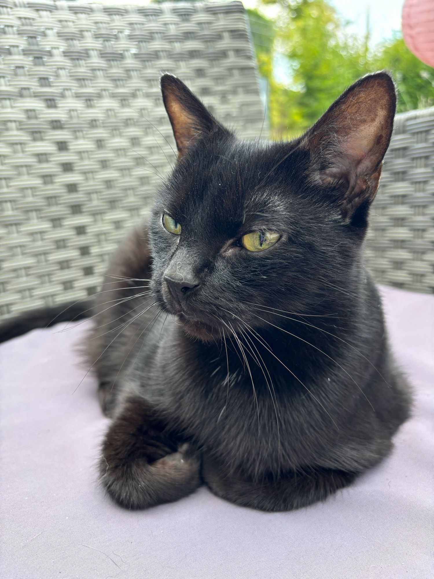 Schwarze Katze namens Mouschka, die wider Erwarten den Brand überlebte.