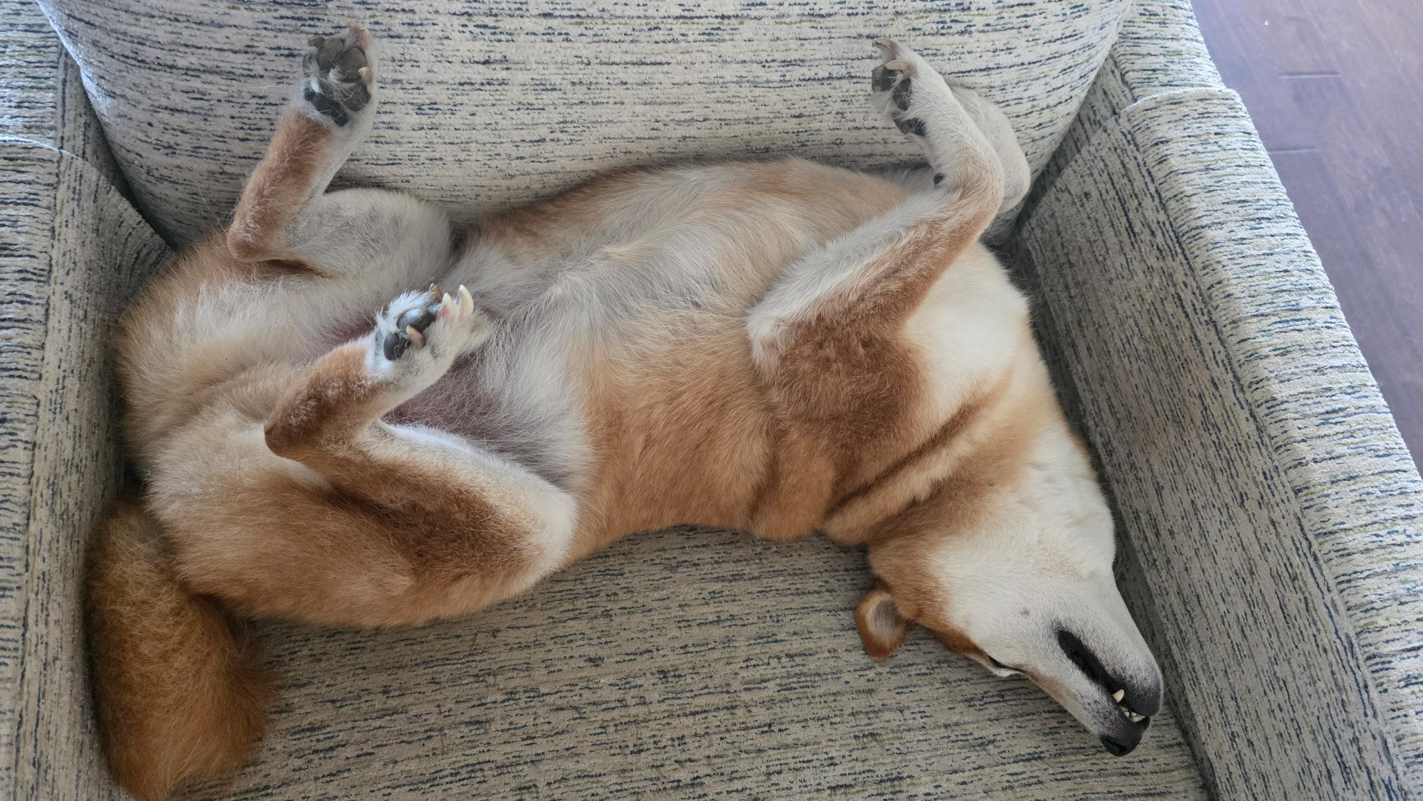 A red Shiba Inu sleeping on his back in an awkward position resembling a Tetris L piece. But not the L piece you actually needed, the opposite one, for the third time in a row.