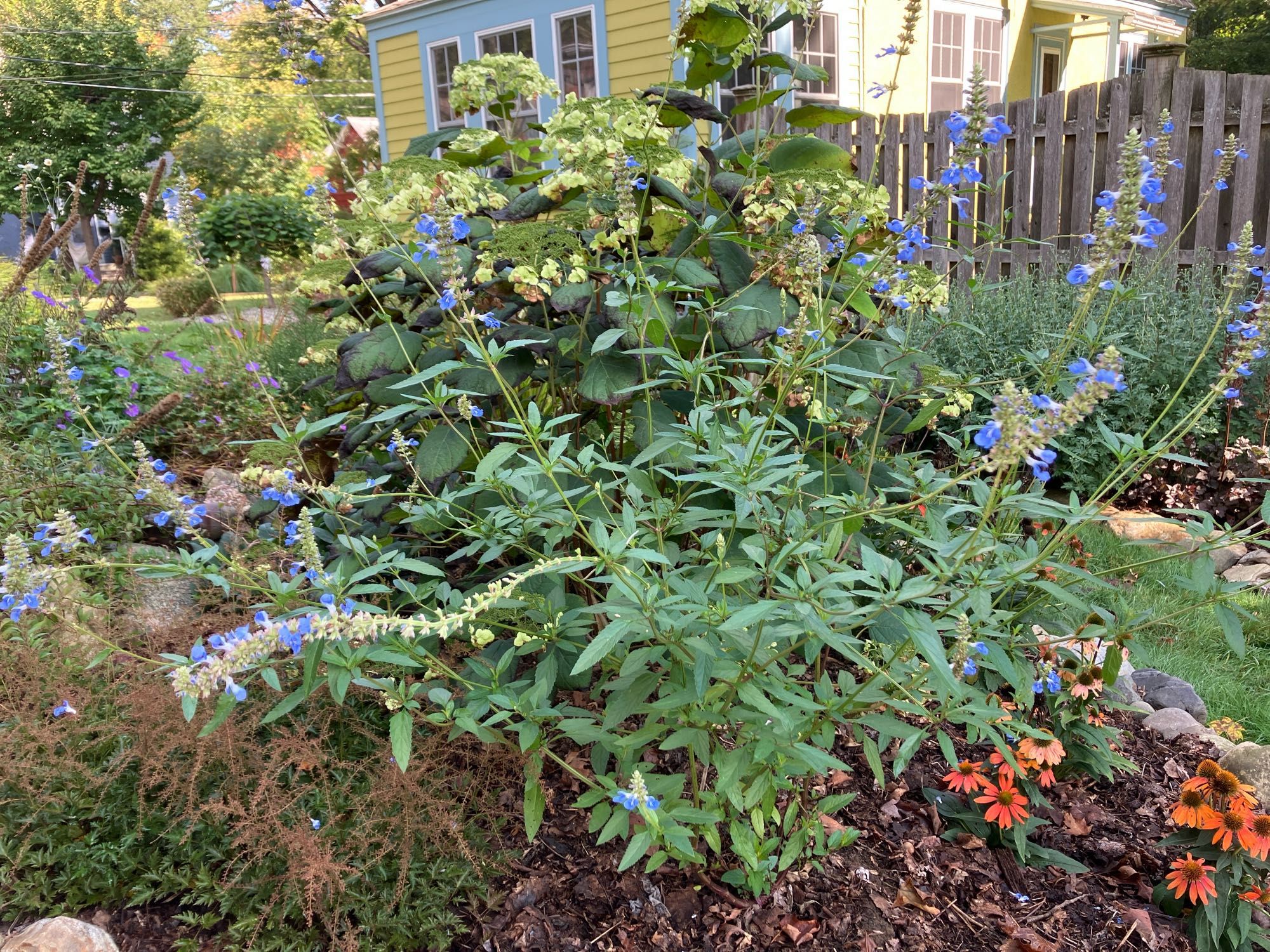 Photo of blue-flowered salvia uglinosa