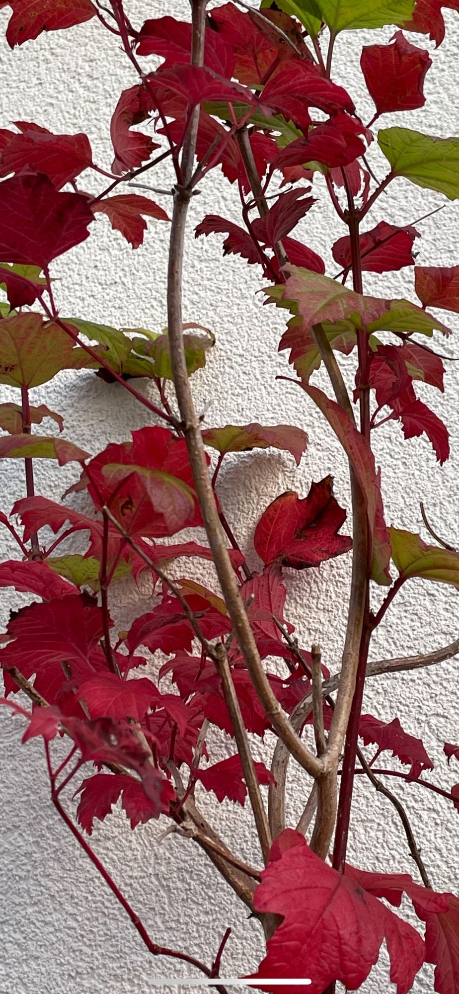 Autumnal colours of red leaves and some green on my snowball tree