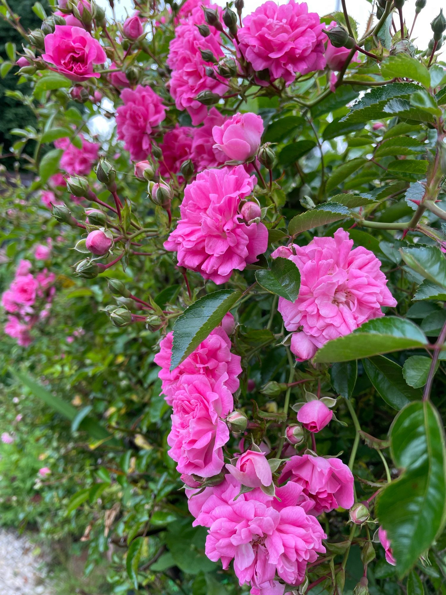 pink rambling rose bush