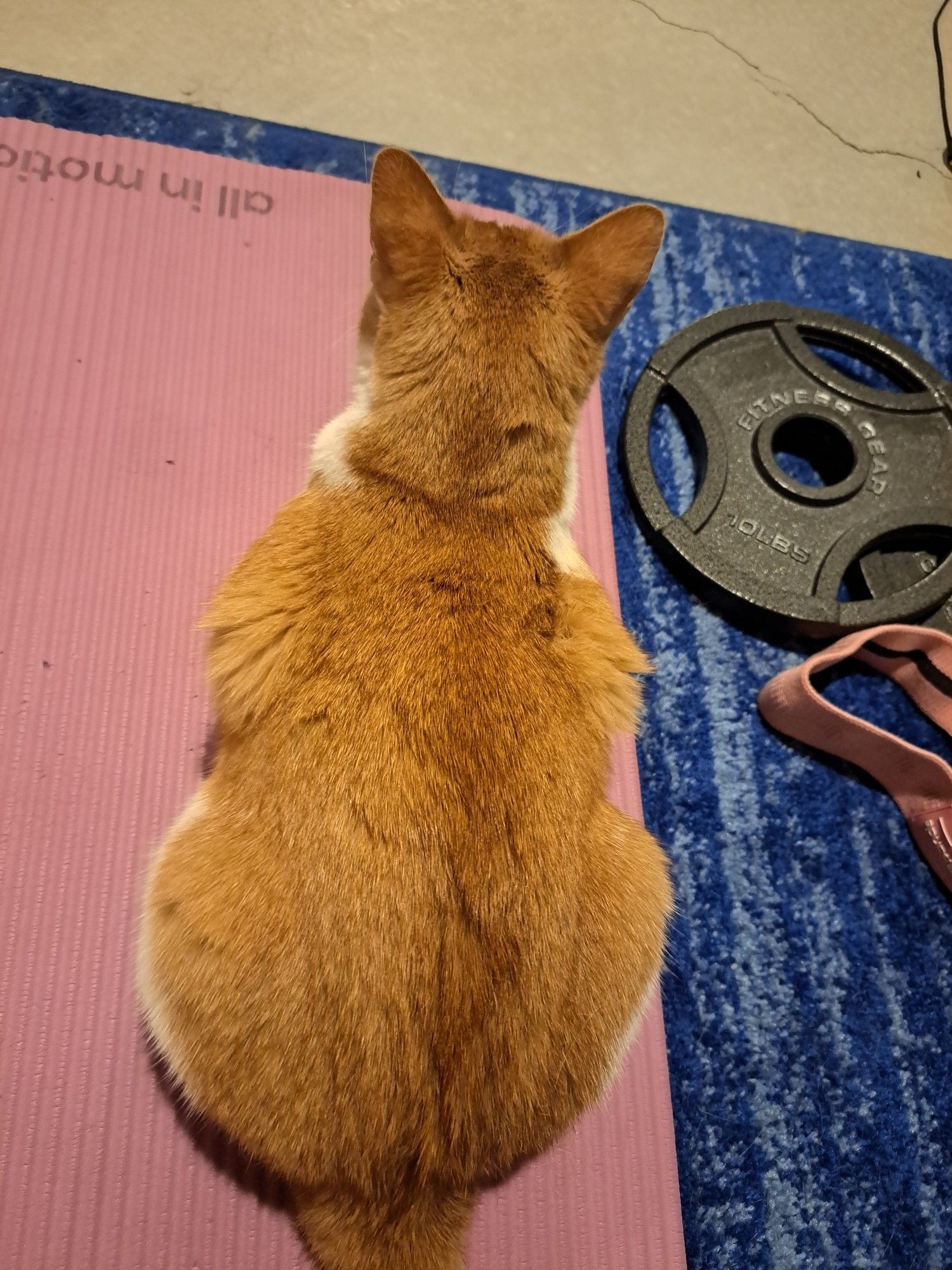 Orange and white cat crouched on an exercise mat next to a 10lb weight plate and glute band