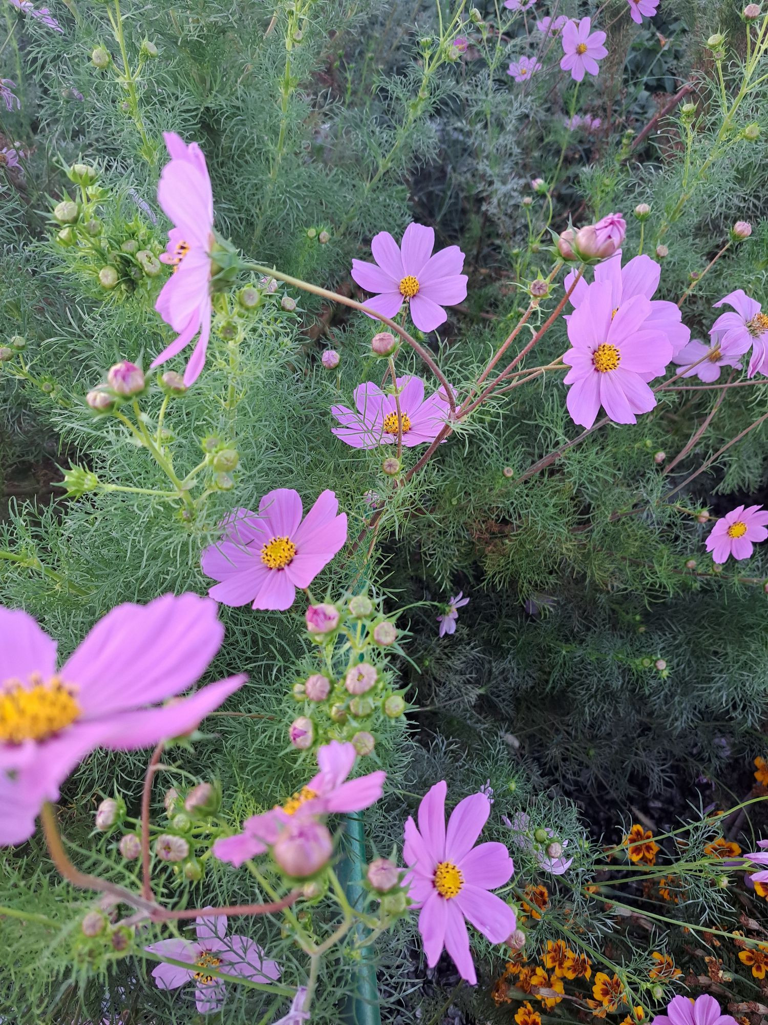 Flowering cosmos plants with a hose partially visible in the shrubbery 