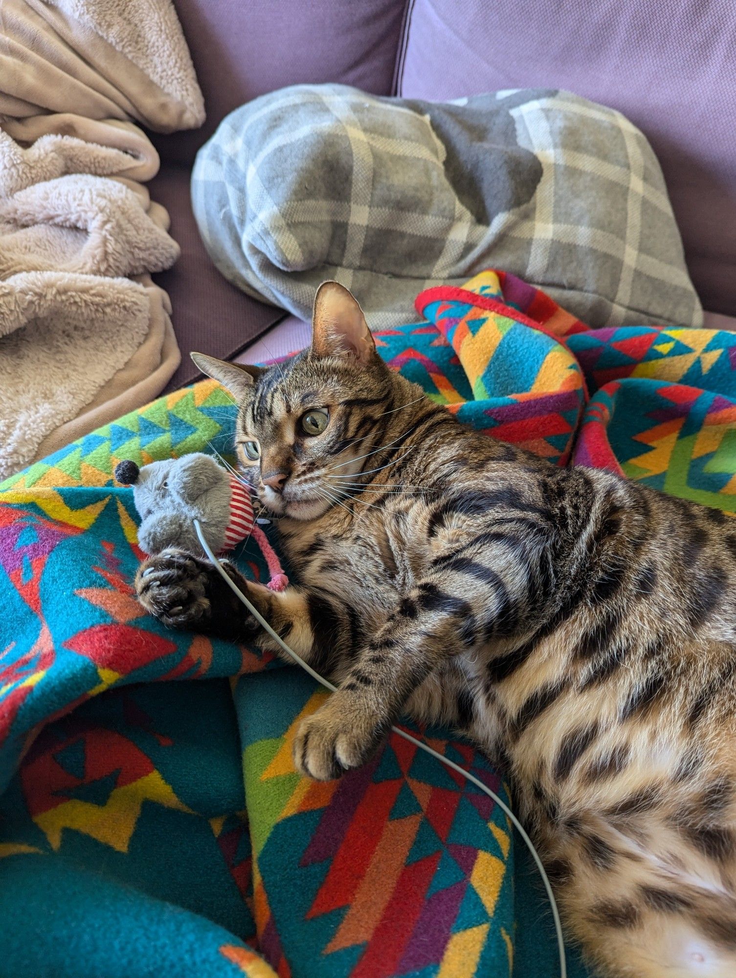 A bengal cat is laid out across a colourful blanket. Between his paws is a toy mouse on a string. He is looking at it with wide eyes.