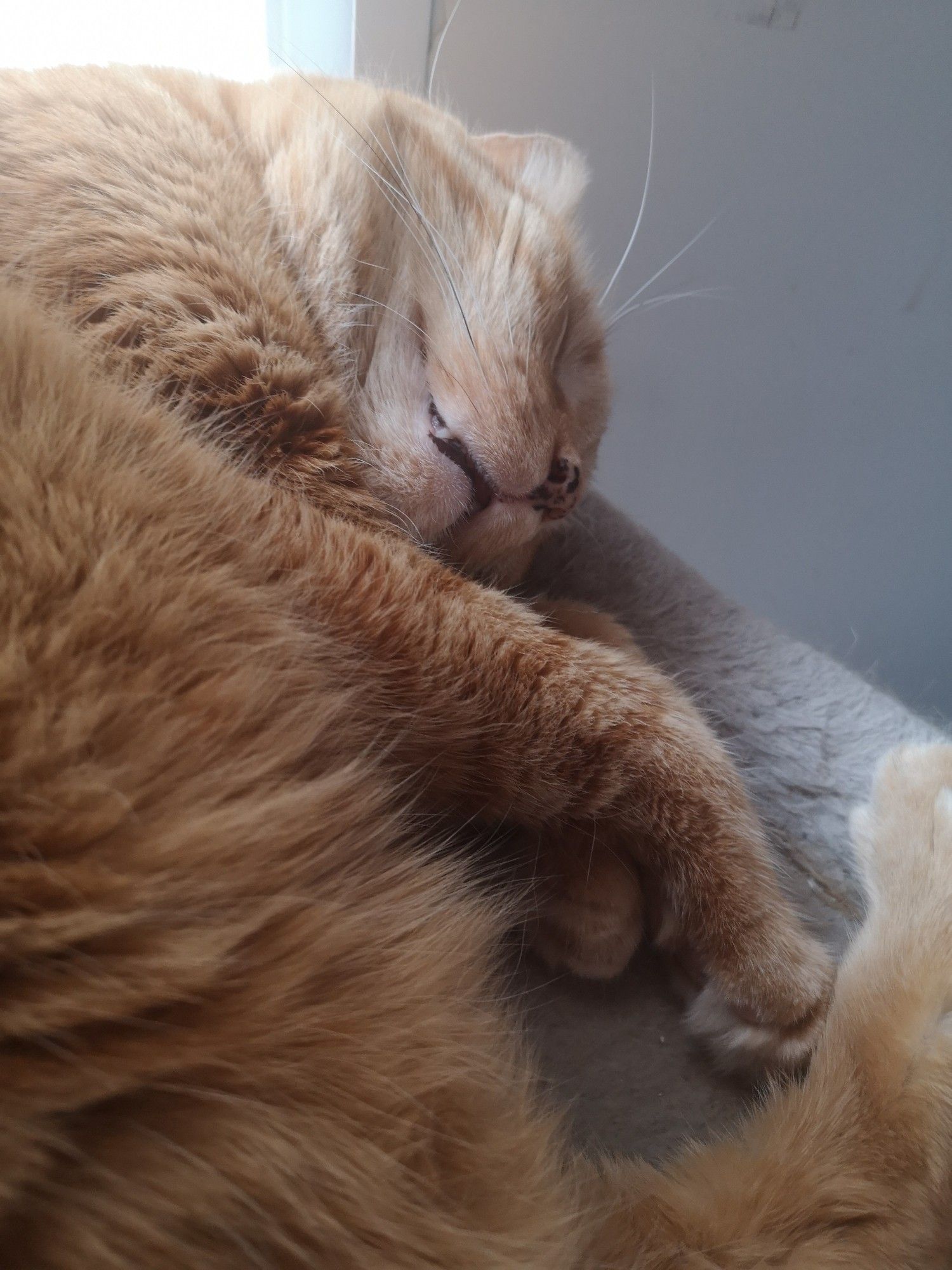 A snoozing orange cat laying peacefully--TOO peacefully--on his side. He deserves hardship.