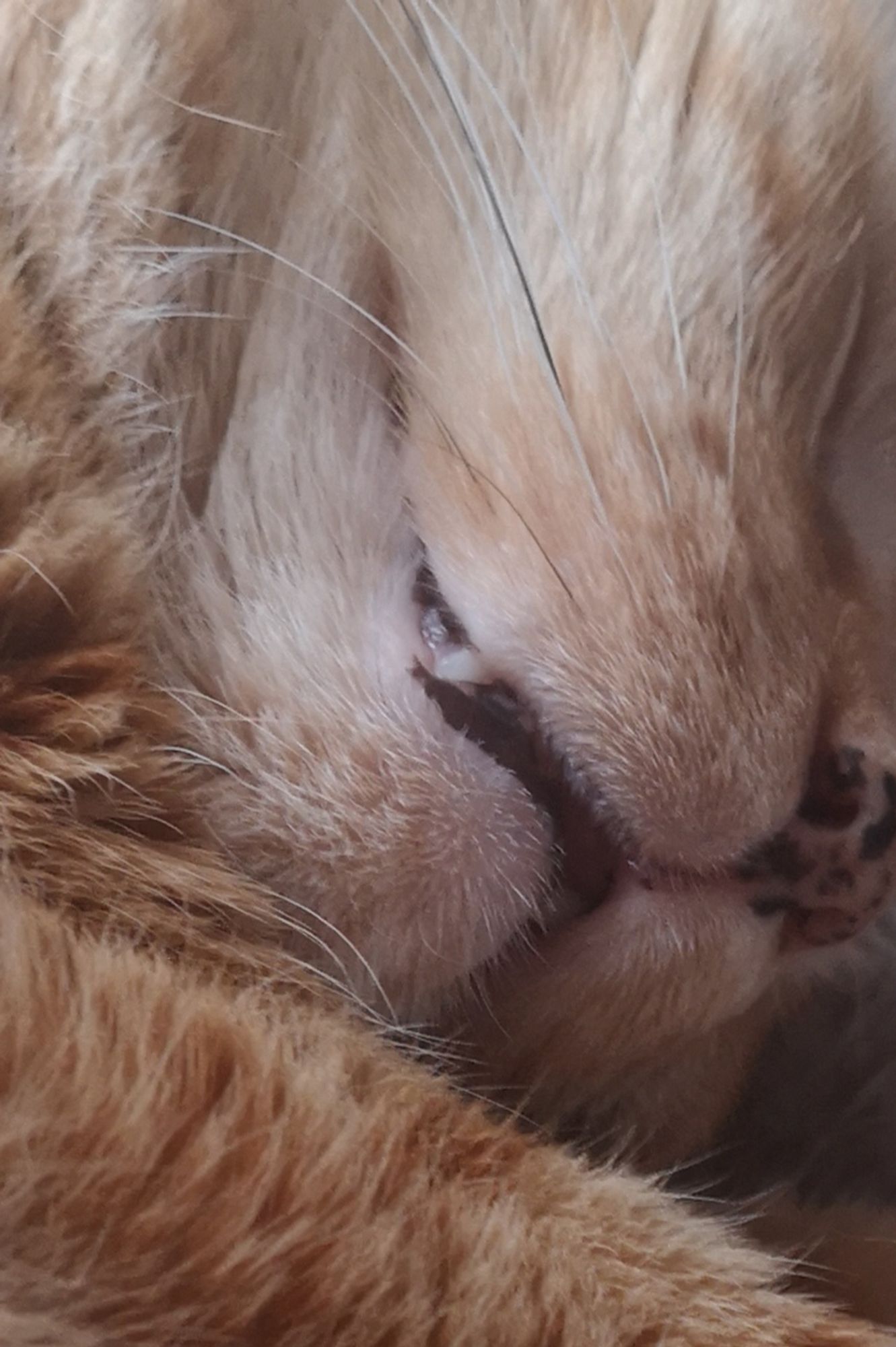 A zoomed in crop of the first picture more clearly showing a fang poking past his snoot and a bit of drool, as well as the freckles on his nose.