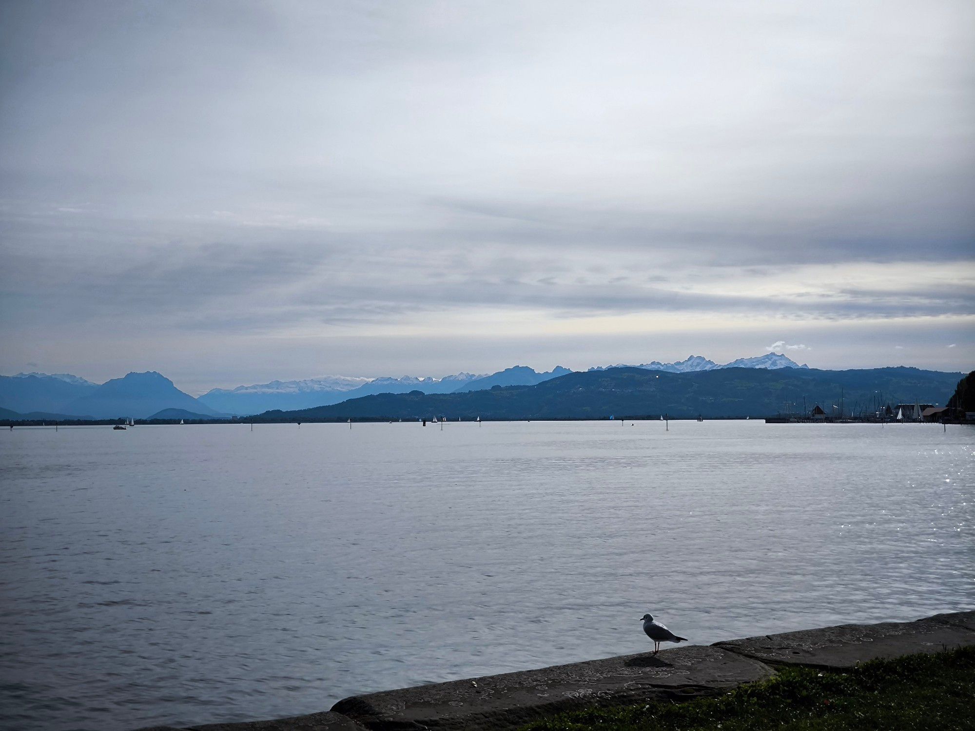 blick den bodensee in richtung schweiz. im vordergrund steht eine möwe auf der ufermauer