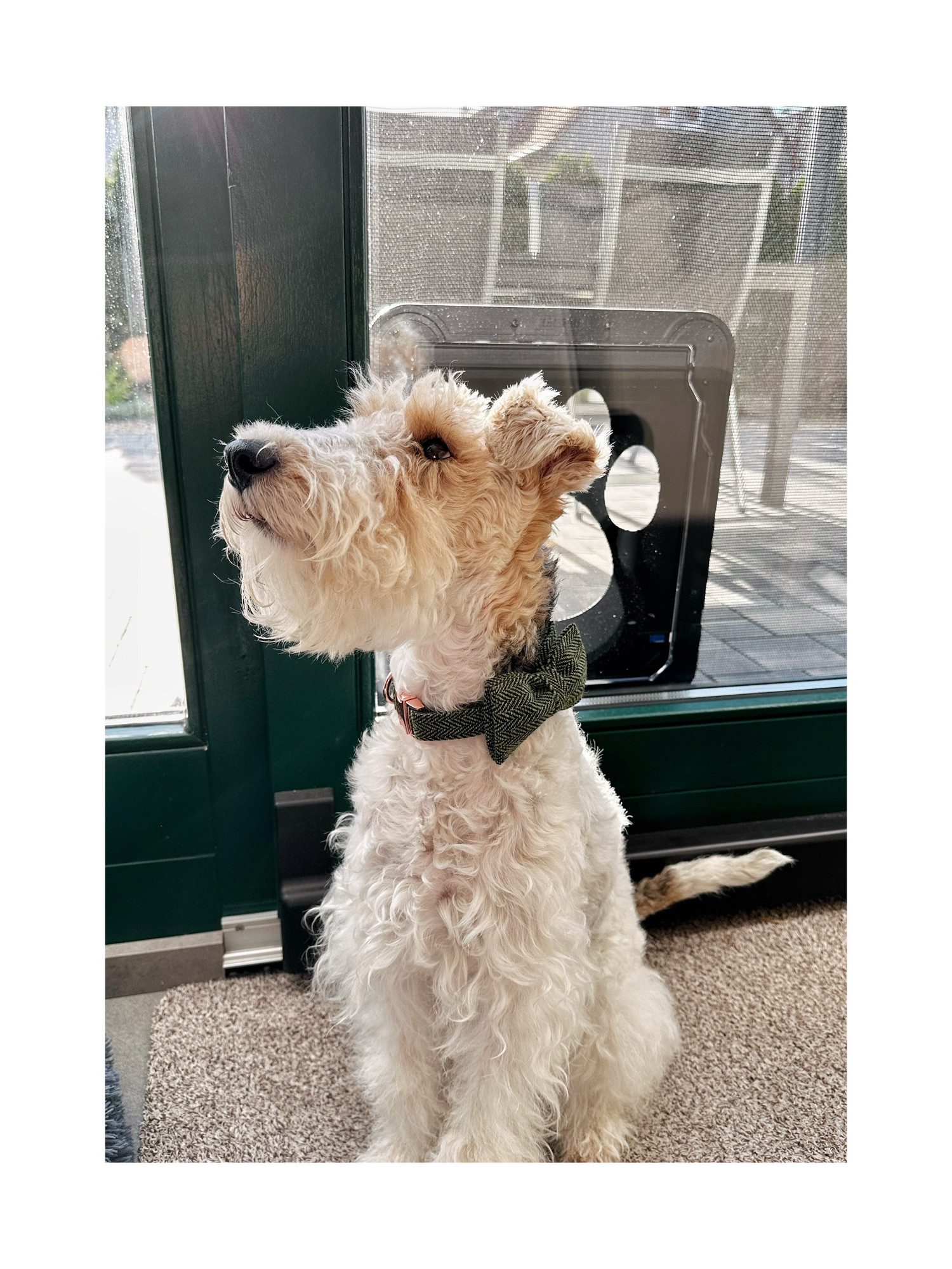 Wire hair fox terrier sitting at terrace window with bowtie collar