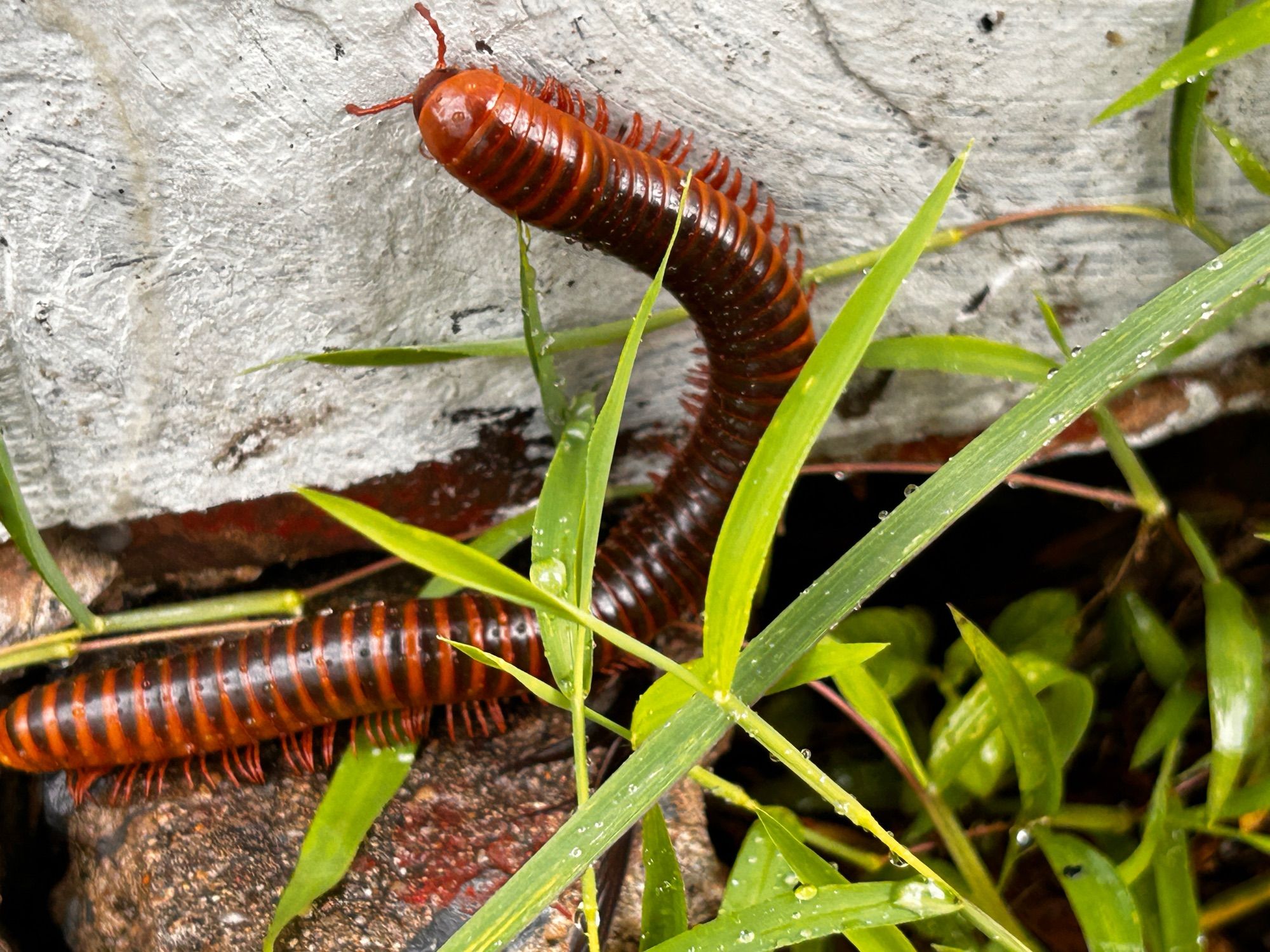 Another millipede