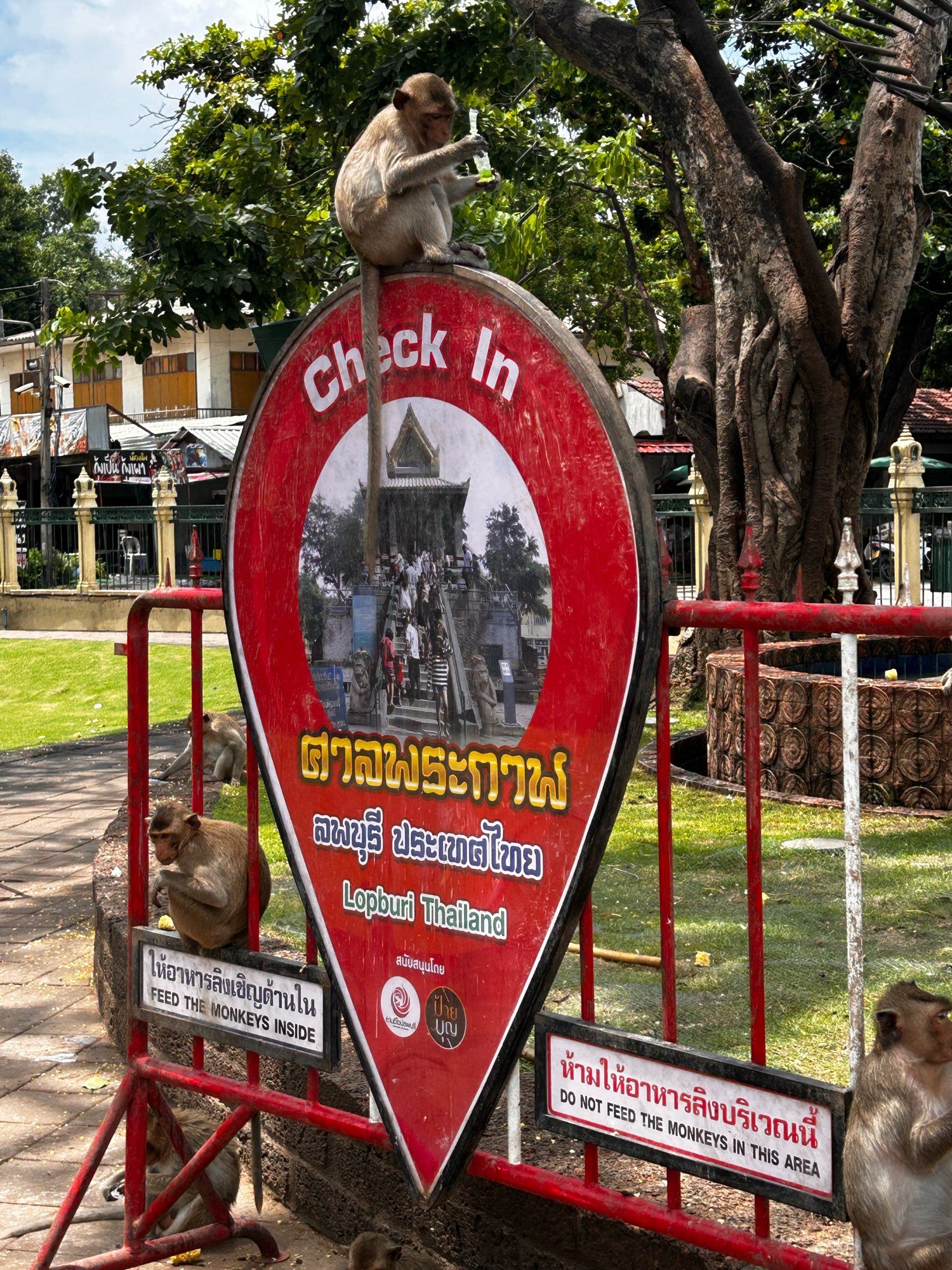 Monkey on a sign