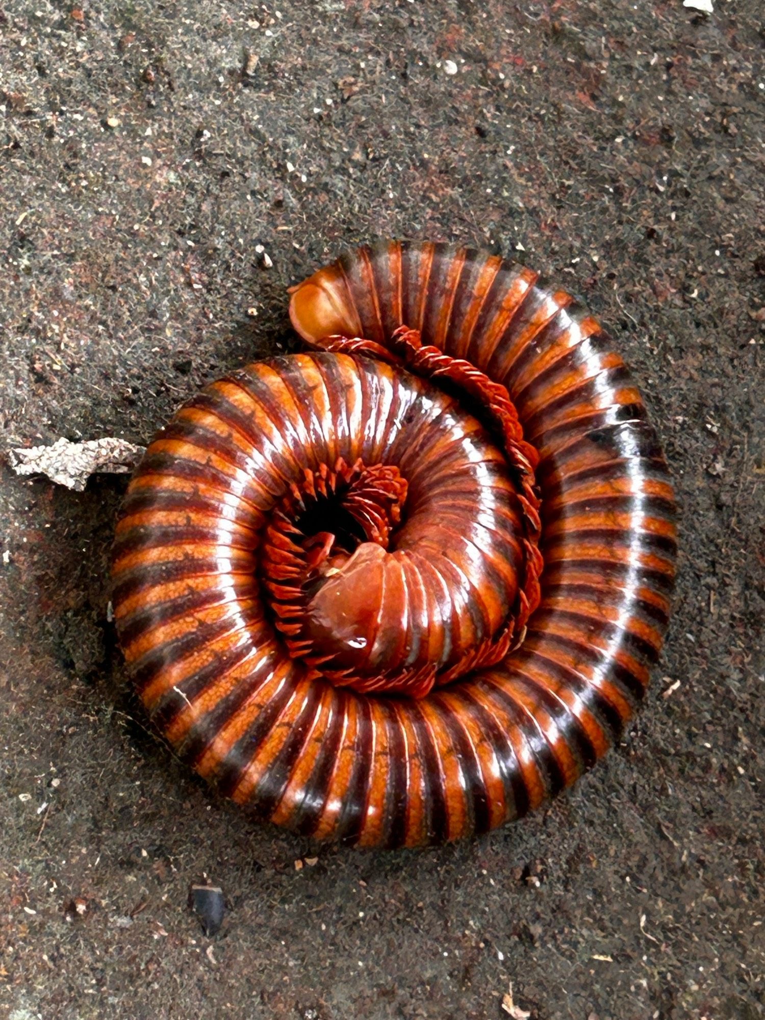 Millipede