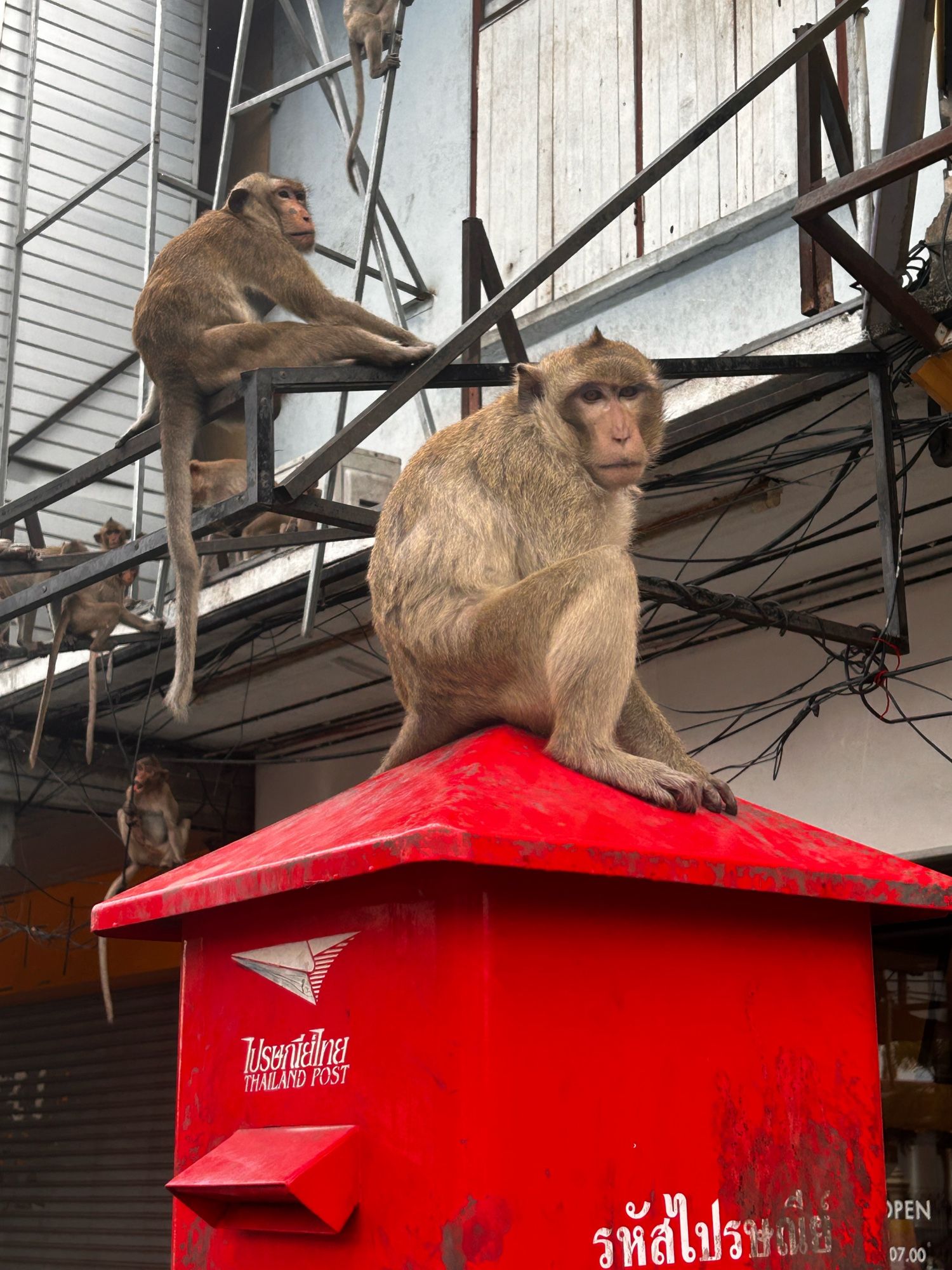 Monkey on. Postbox