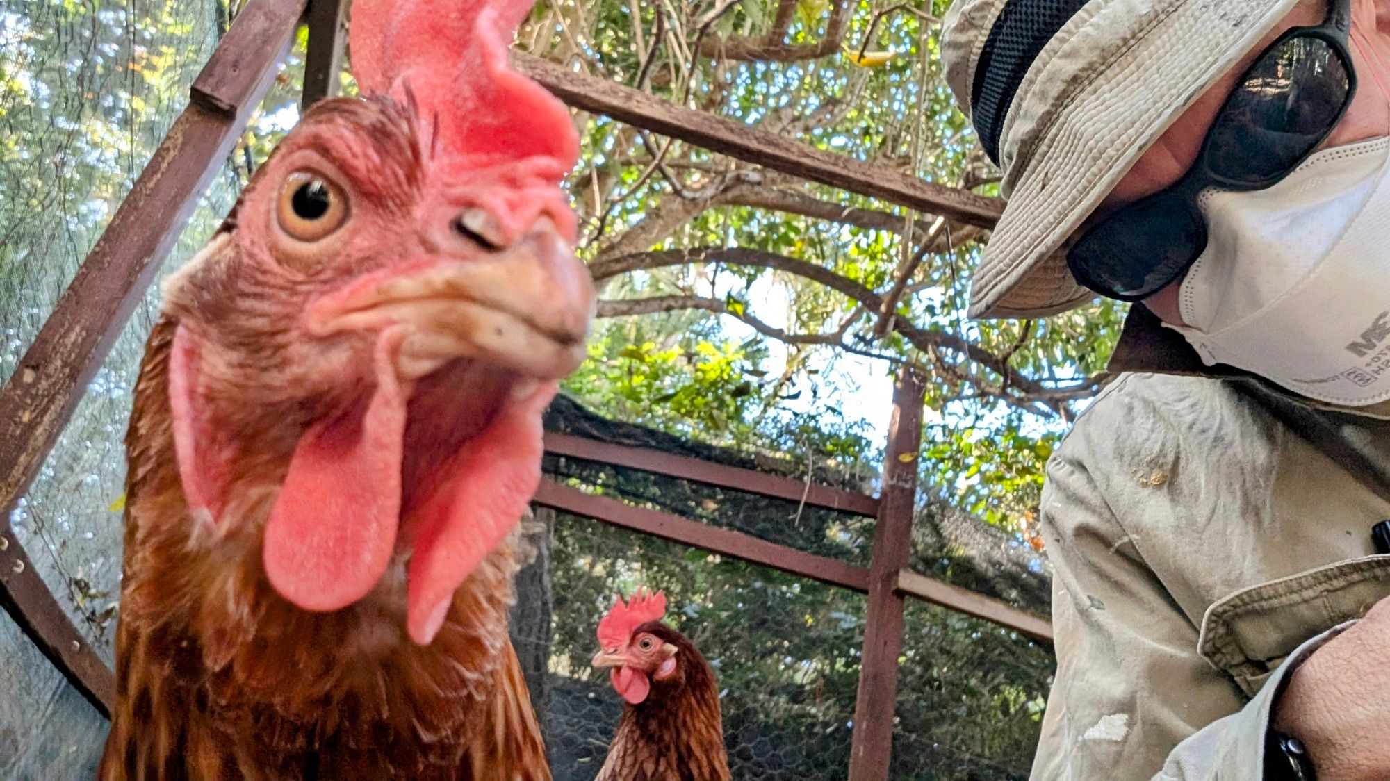 Two curious ISA Brown chickens and a human. One of the chickens is looking intently at the camera. The humans face is covered with an N95 mask and sunglasses.