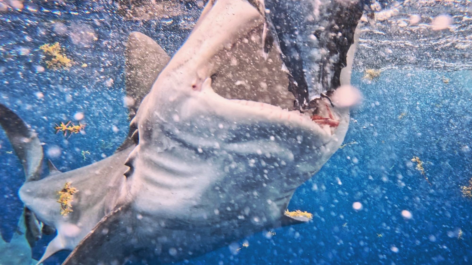 Underwater photo of a boring shark with its mouth open. PC: T. Curtis