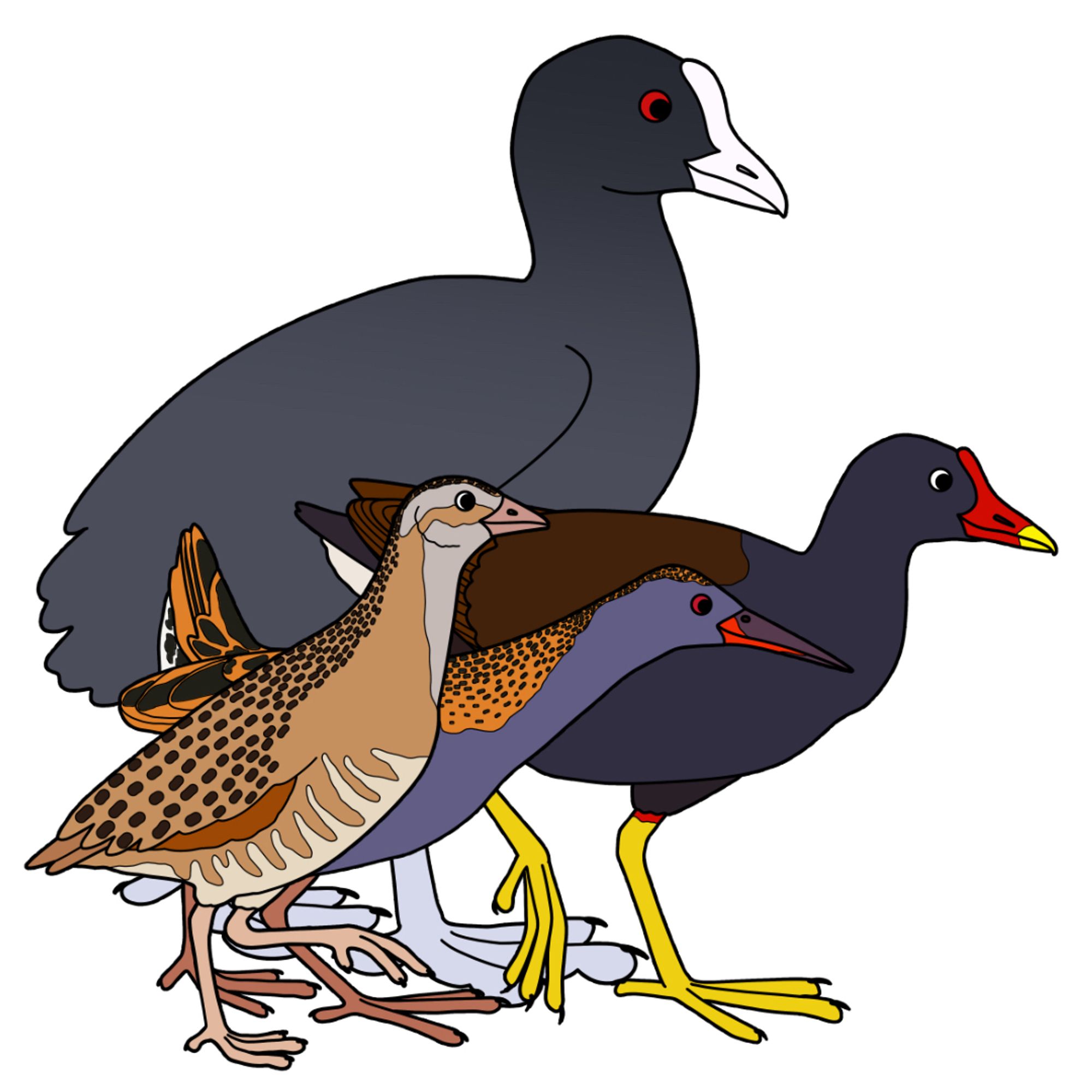 Blocky flat colour illustration of the gallinules and rails of the uk, showing a big coot (dark grey with pale blue legs and a white bill with shield) at the back, then a smaller moorhen (slate grey body with brown wings, yellow legs, and a yellow and red bill with shield), then a smaller water rail (blue grey body with red and black-brown bill and spotty brown nape and wings), and finally a similarly sized corn crake (light brown with lots of patterns).