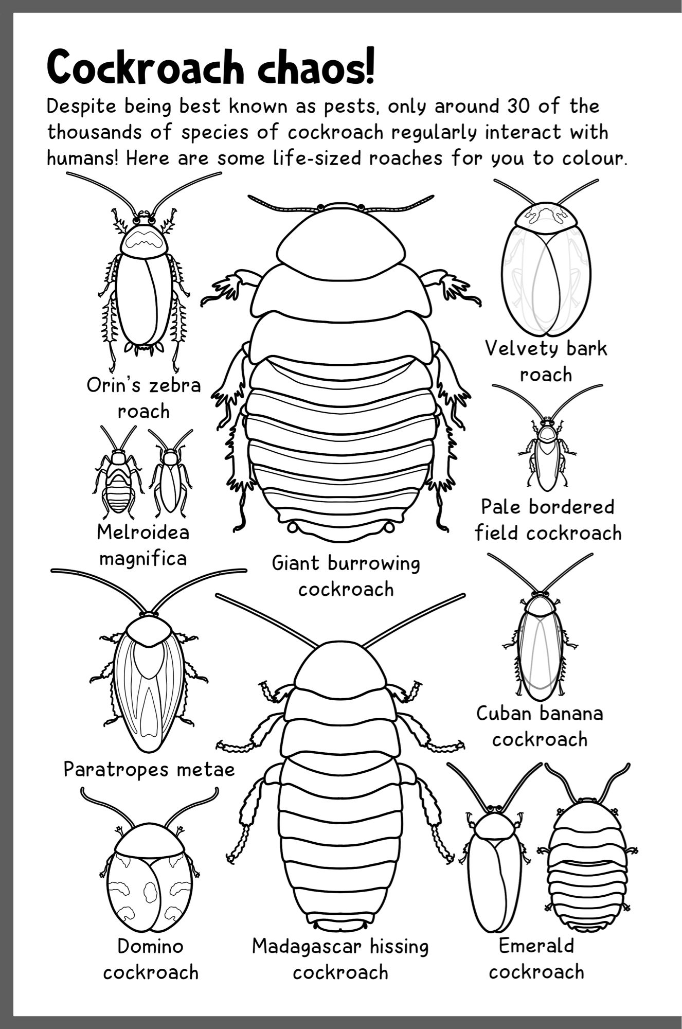 Colouring page with lots of different species of cockroach arranged like they are pinned in a museum display from the top going clockwise, the species are giant burrowing roach, velvety bark roach, pale bordered field cockroach, Cuban banana roach, emerald cockroach (male and female showing sexual dimorphism), Madagascar hissing cockroach, domino cockroach, Paratropes metal, Melroidea magnifica (again m and f), and Orin’s zebra roach. At the top is the title “Cockroach chaos!” And the text “Despite being best known as pests, only around 30 of the thousands of species of cockroach regularly interact with humans! Here are some life-sized roaches for you to colour.”