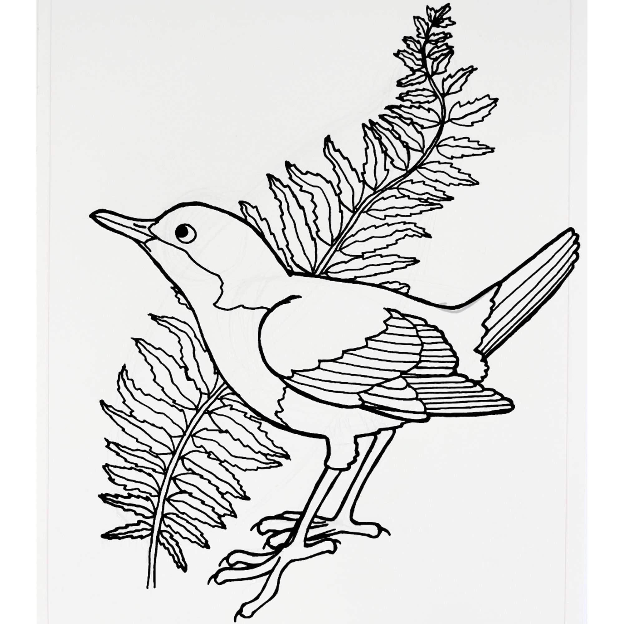 Black and white pen and ink drawing of a dipper (aquatic passerine bird!) in front of a shield fern front.