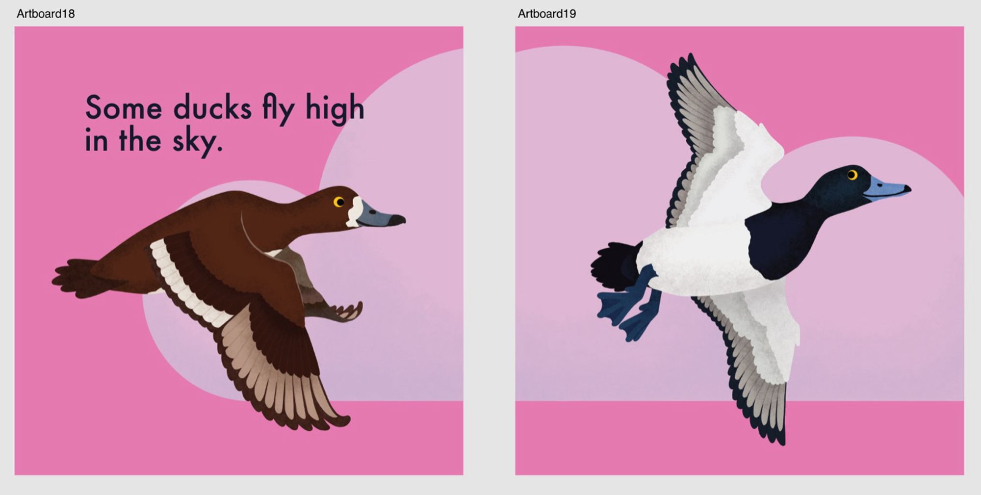 Two art boards in affinity designer showing two pages of a board book. Both pages have a pink background and there’s a translucent blue cloud. On the left hand page is a flying female scaup (mainly brown with yellow eyes and a white patch above her bill and on her wing) and the text “Some ducks fly high in the sky.” On the right hand page is a male scaup (black and white with yellow eyes and a blue grey bill and dark blue feet.)