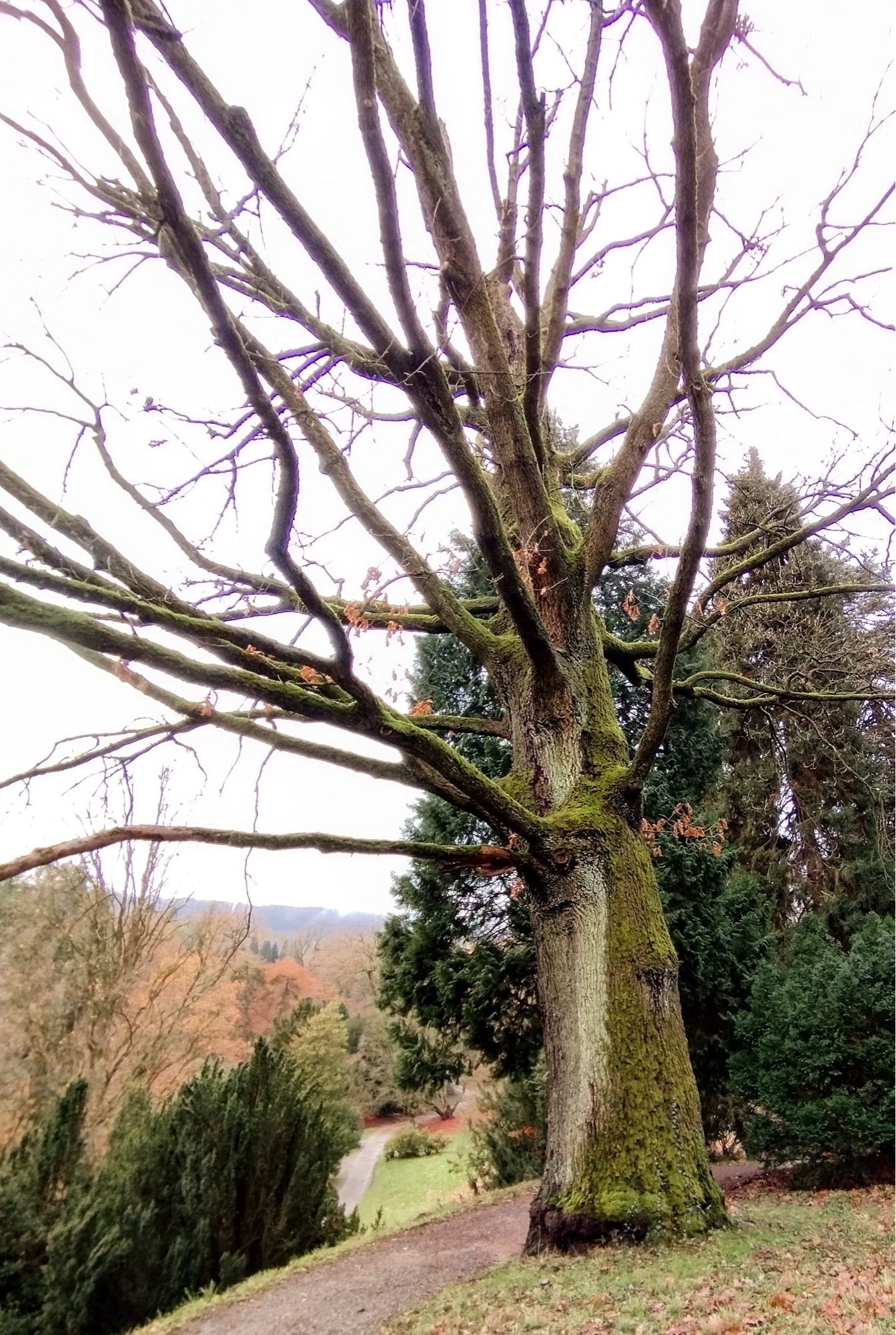 Mächtiger Baum, bemoost und winterlich kahl. Er steht auf einer kleinen Anhöhe.