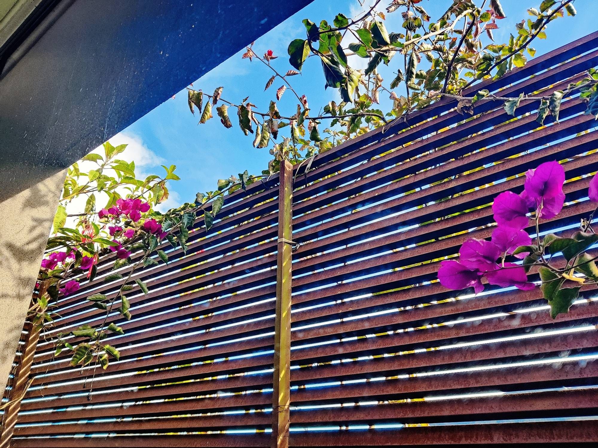 Flowers climbing up an iron grate in the sun.