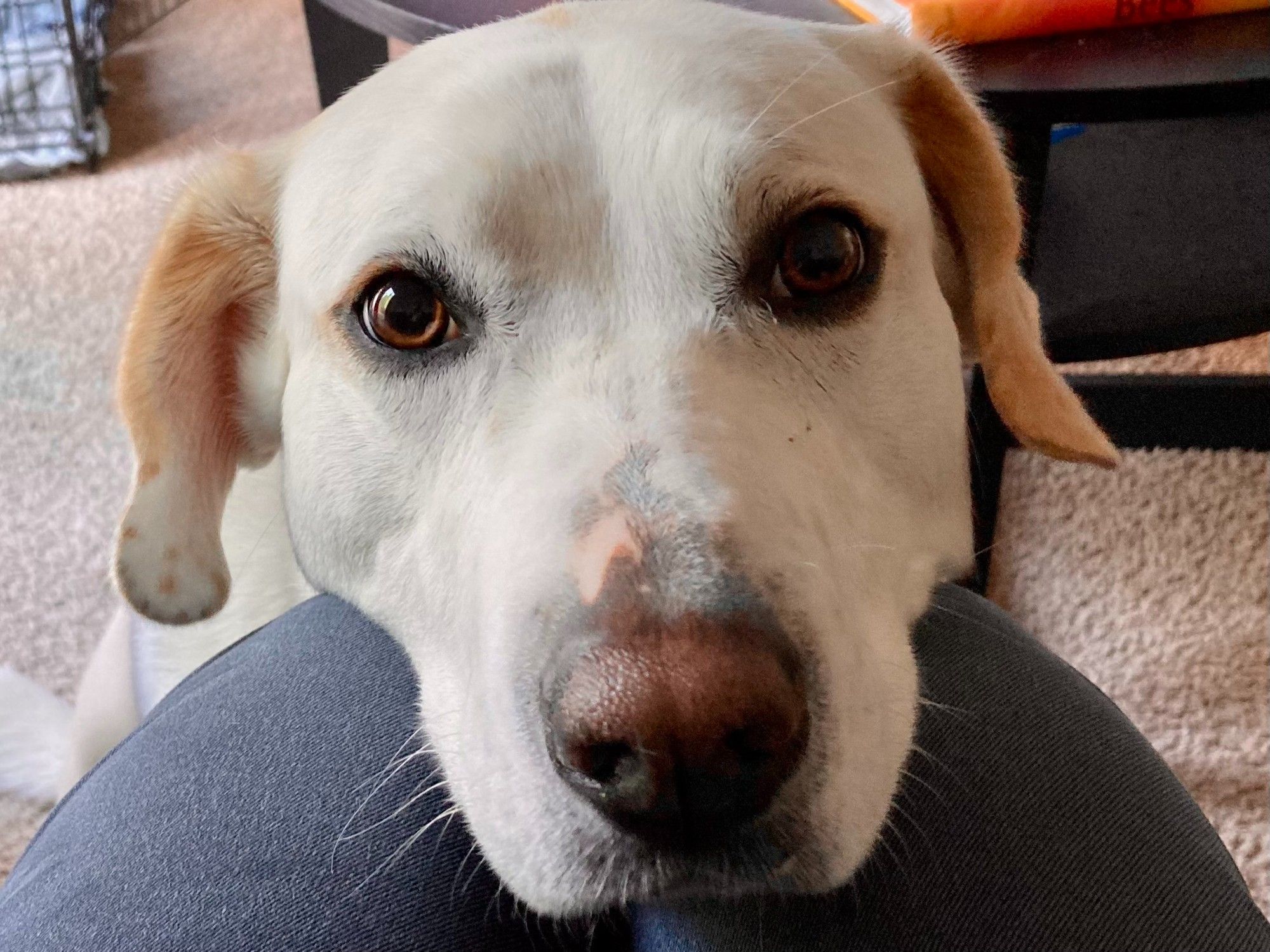 Cute calm white lab seeking attention